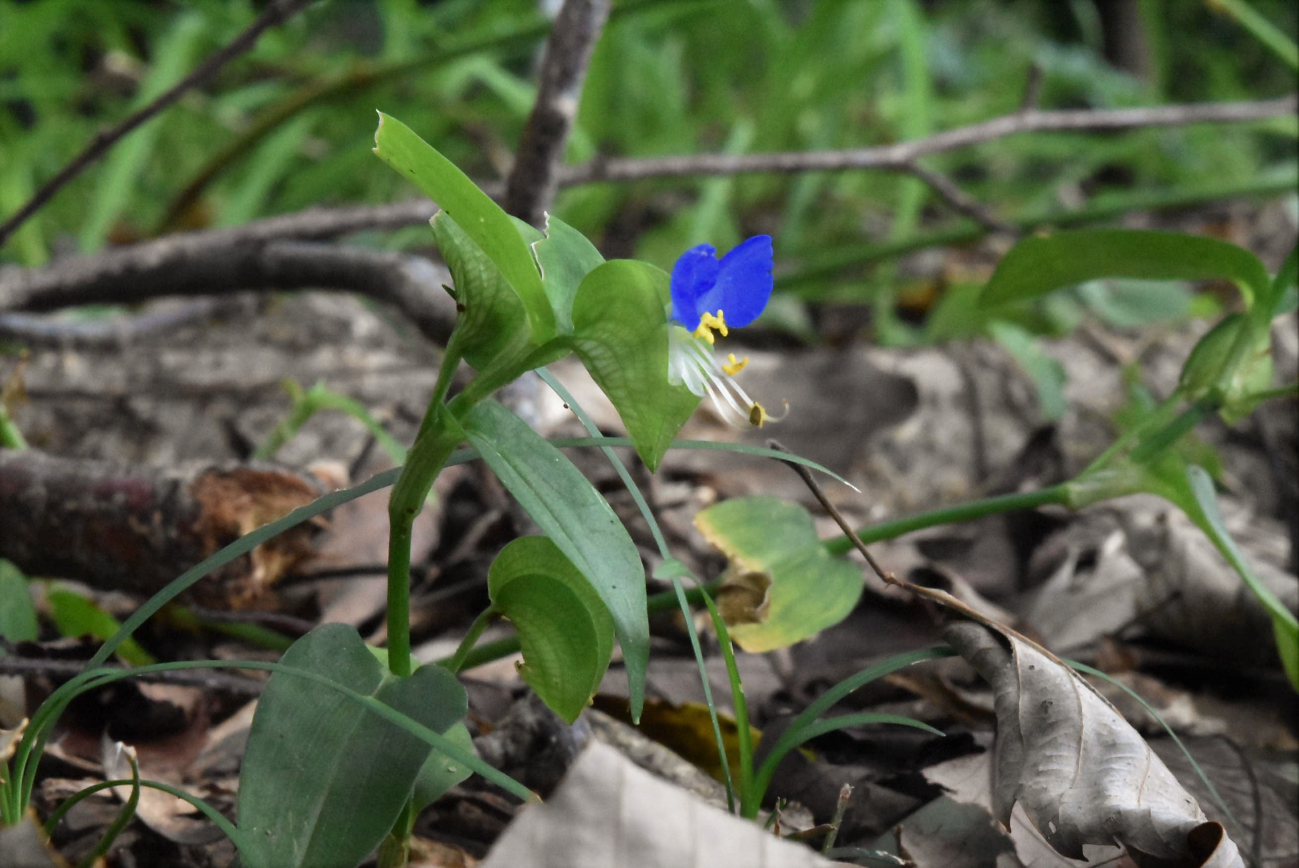 ツユクサ（露草） - 庭木図鑑 植木ペディア
