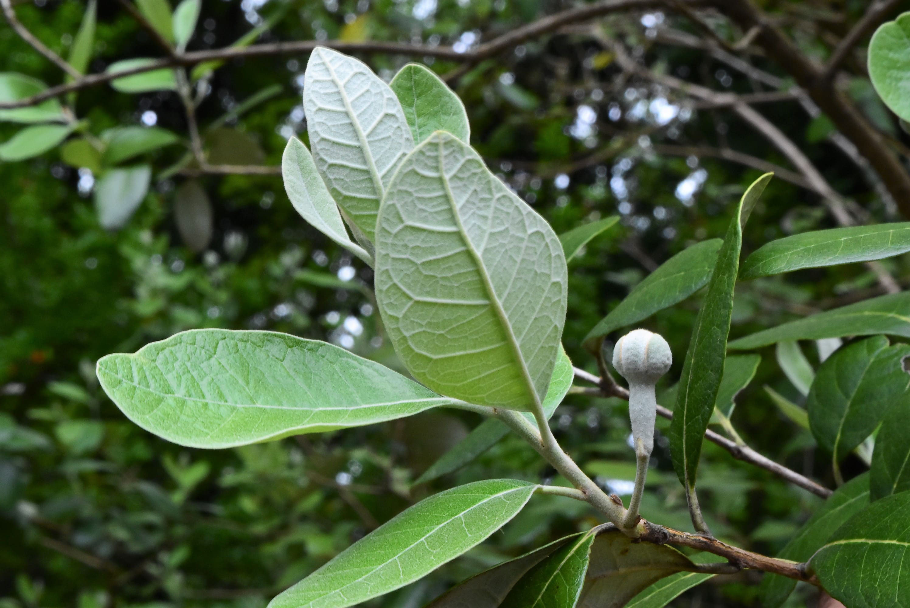 フェイジョア 庭木図鑑 植木ペディア