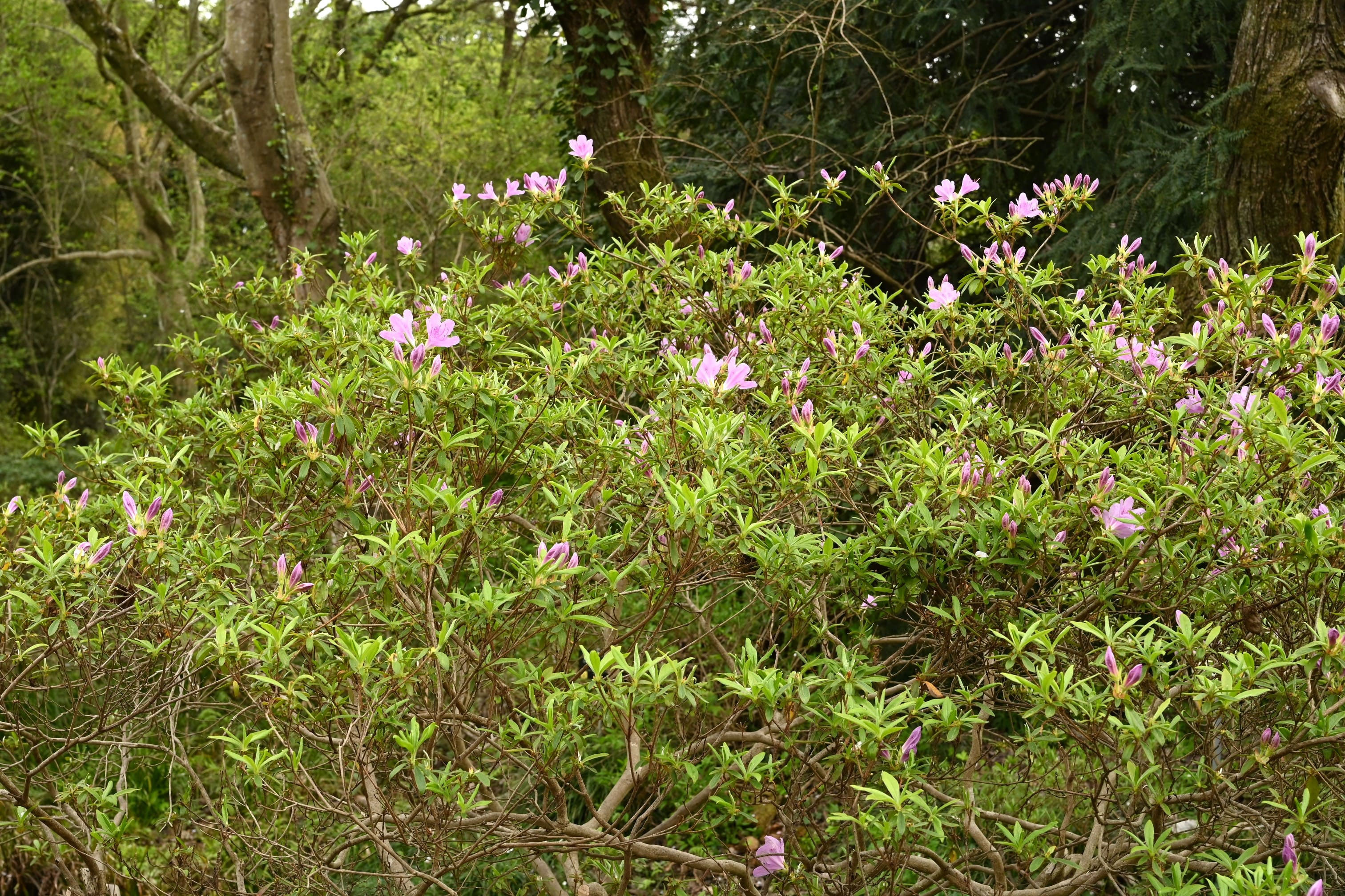 キシツツジ（岸躑躅） - 庭木図鑑 植木ペディア
