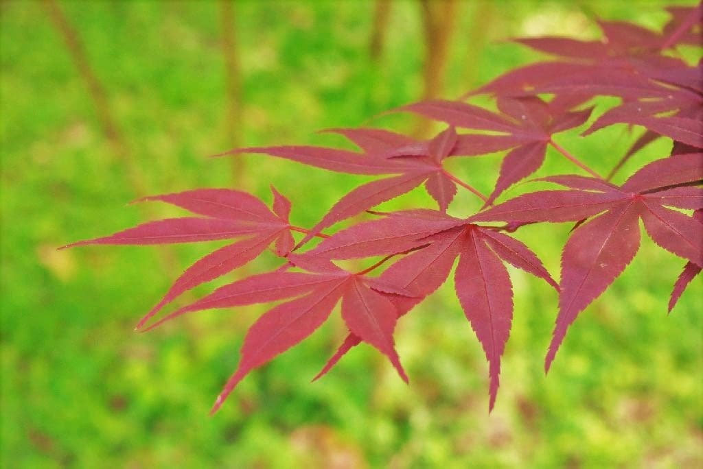 野村もみじ-ノムラモミジ-庭木