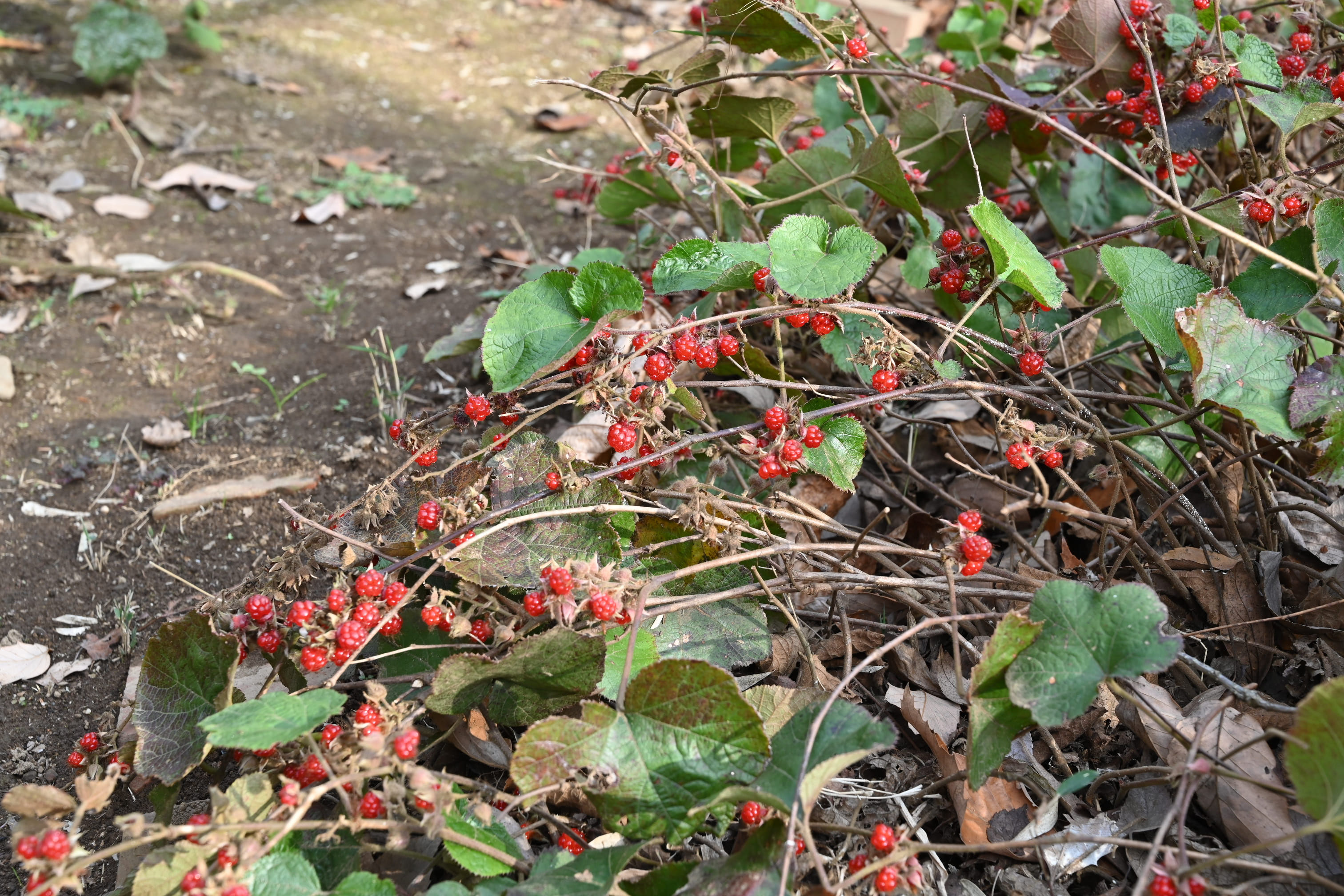 フユイチゴ ふゆいちご 冬苺 庭木図鑑 植木ペディア