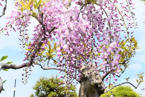 フジ（藤） - 庭木図鑑 植木ペディア