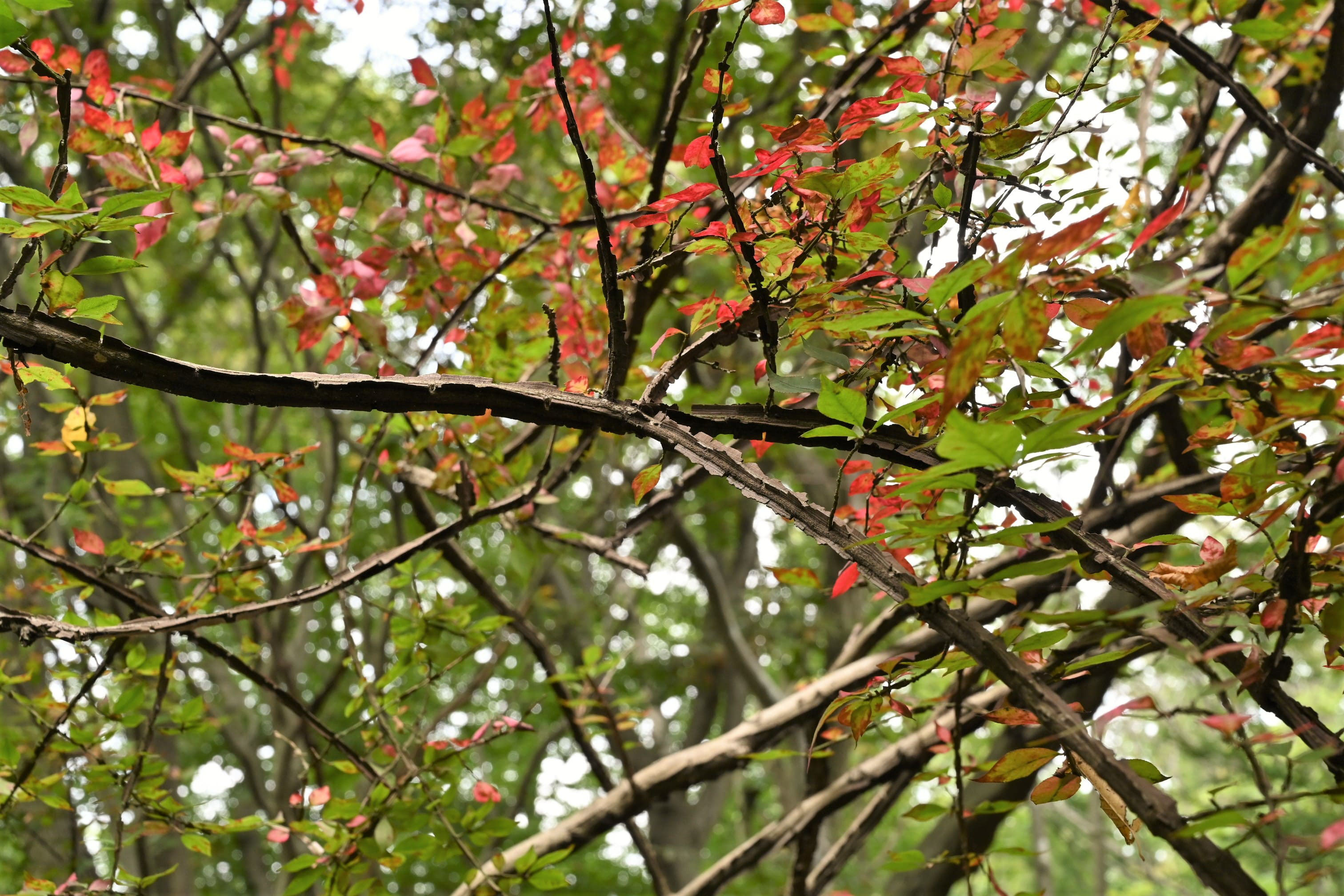 ニシキギ（錦木） - 庭木図鑑 植木ペディア