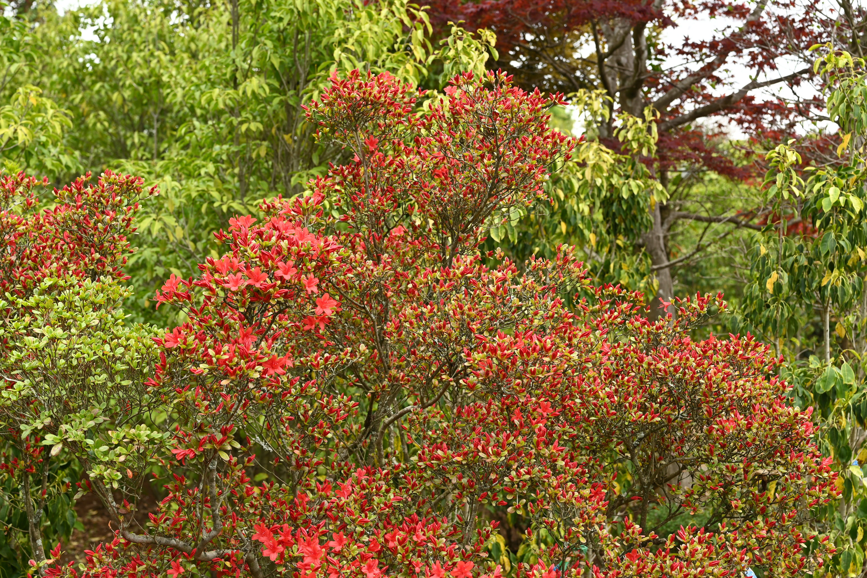 キリシマツツジ 霧島躑躅 庭木図鑑 植木ペディア