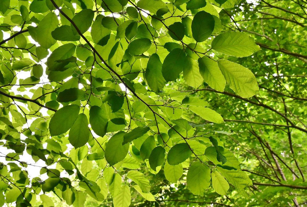 シラキ/白木【現品発送】管理70850