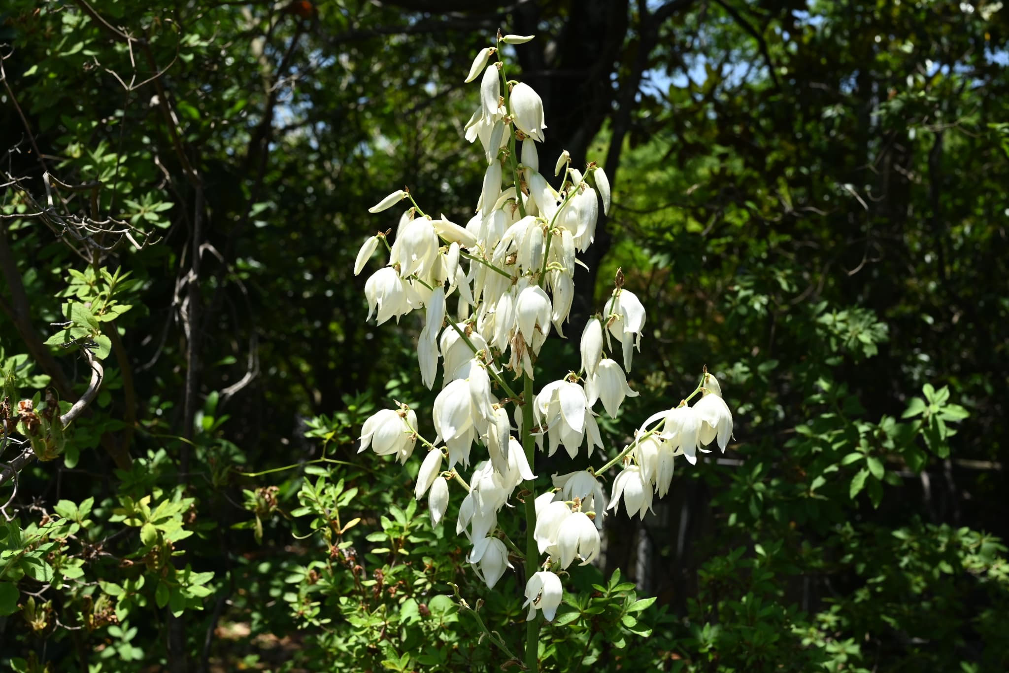 キミガヨラン／きみがよらん／君が代蘭 - 庭木図鑑 植木ペディア