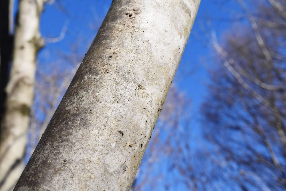 アオダモ - 庭木図鑑 植木ペディア