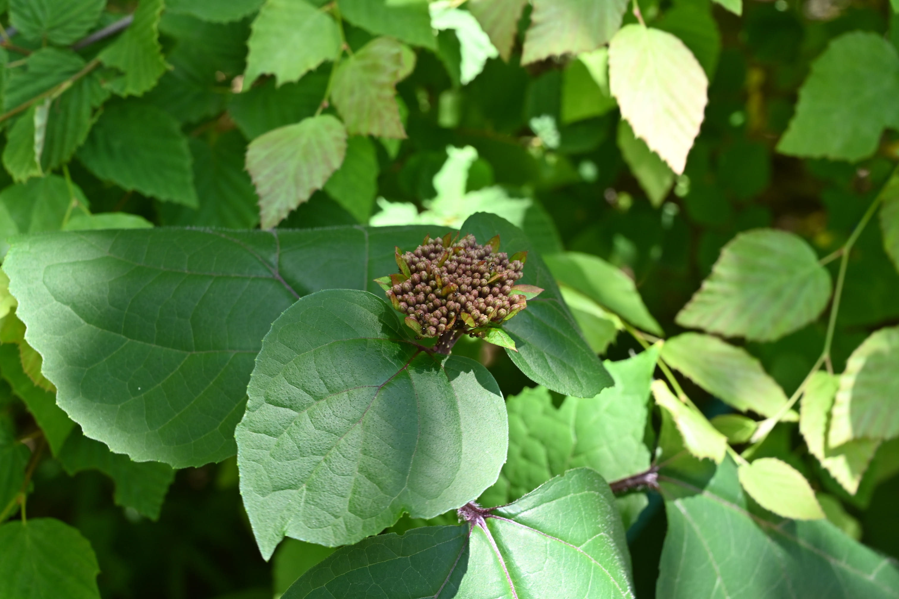 ボタンクサギ／ぼたんくさぎ／牡丹臭木 - 庭木図鑑 植木ペディア