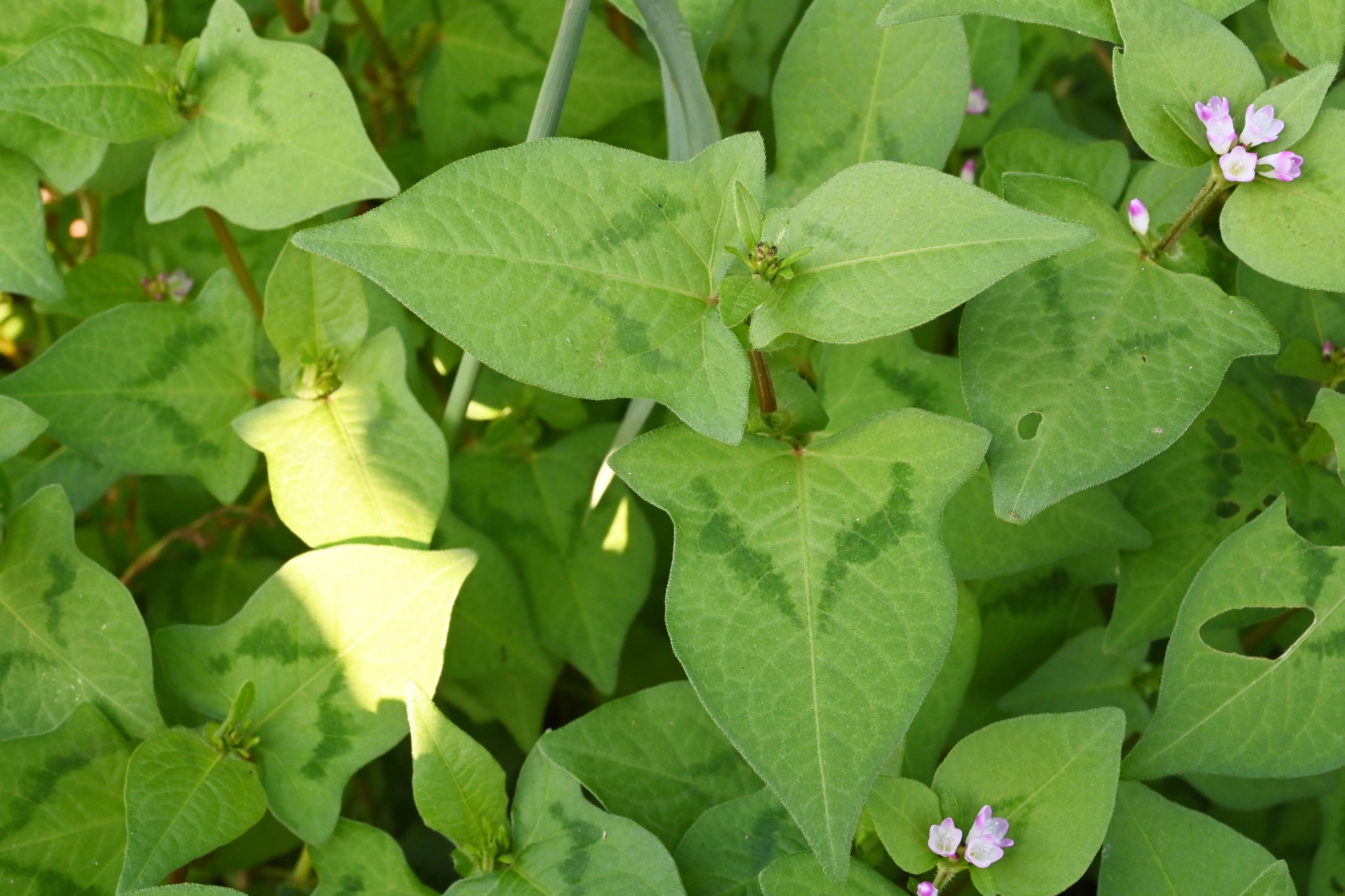 ミゾソバ みぞそば 溝蕎麦 庭木図鑑 植木ペディア ミゾソバ みぞそば 溝蕎麦 庭木図鑑 植木ペディア