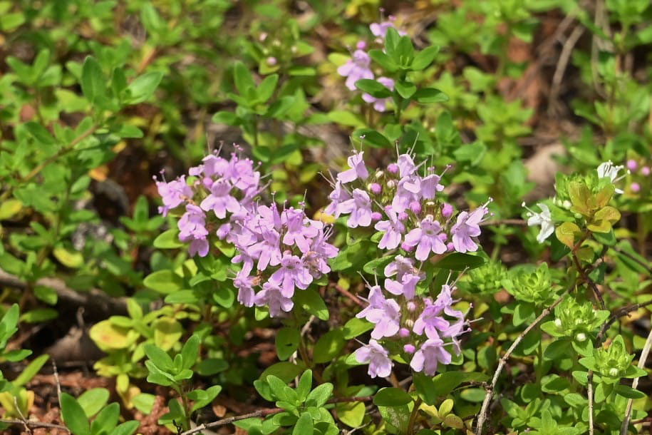 イブキジャコウソウ 伊吹麝香草 庭木図鑑 植木ペディア