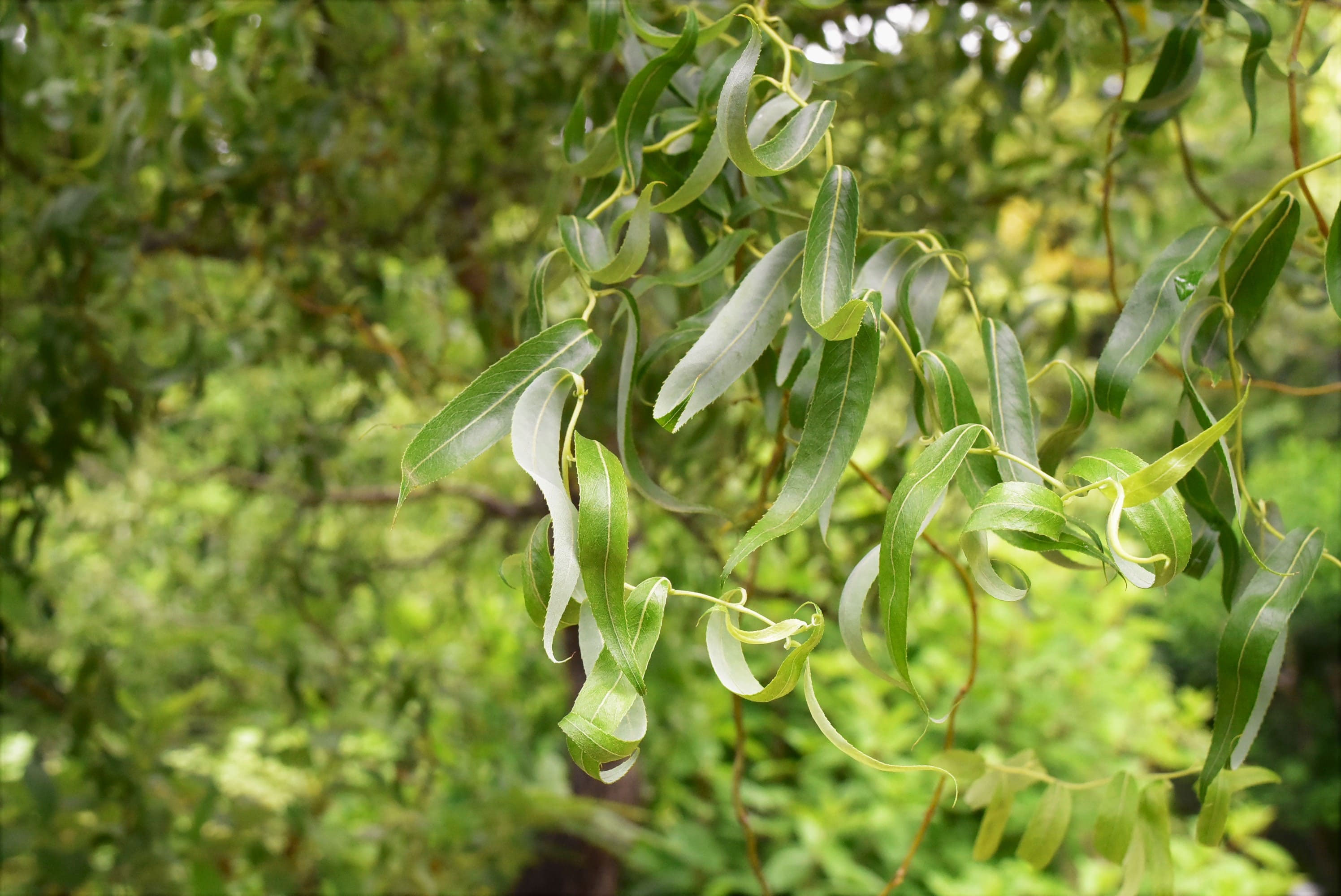 ウンリュウヤナギ - 庭木図鑑 植木ペディア