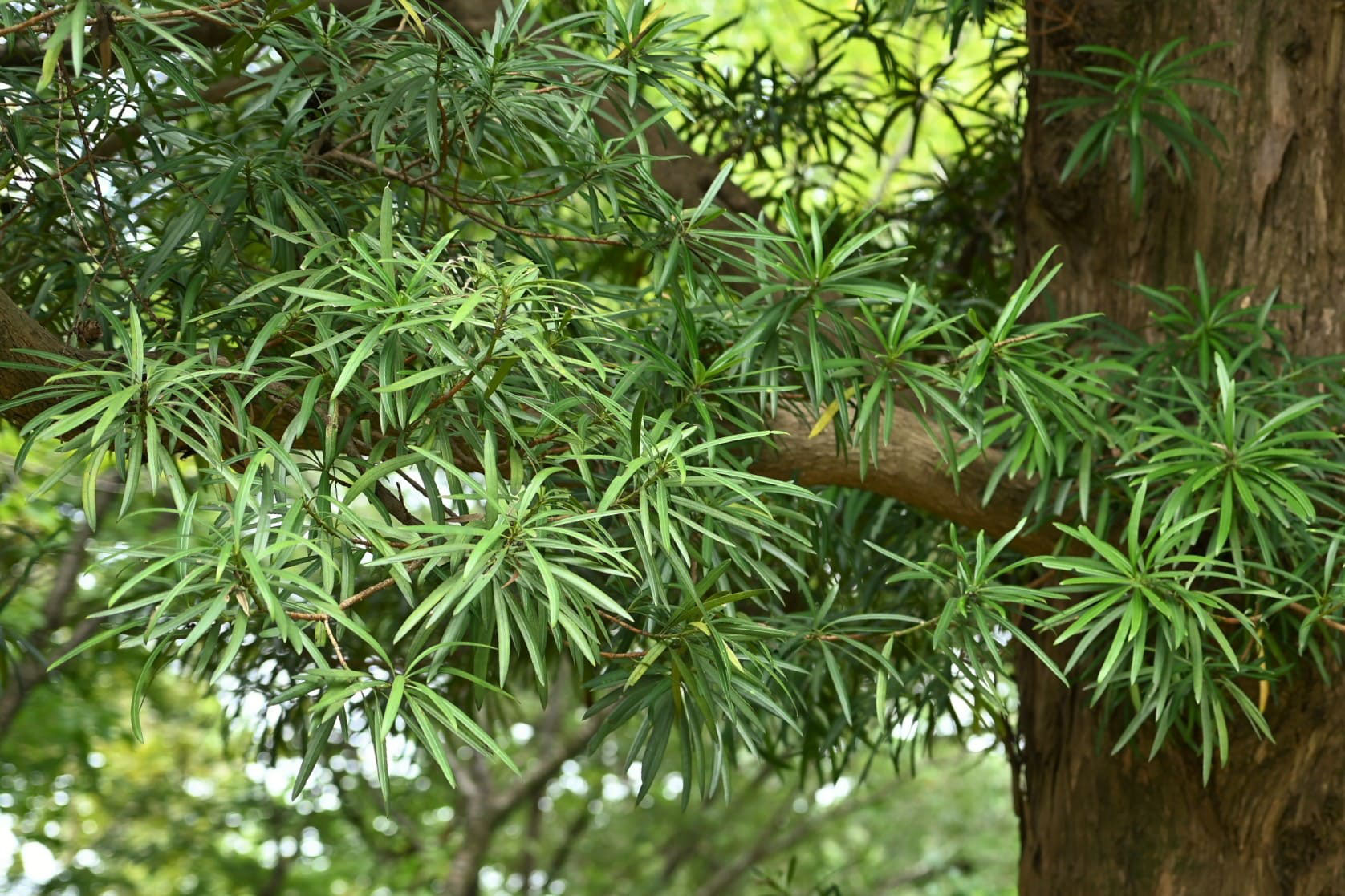 イヌマキ 犬槙 庭木図鑑 植木ペディア