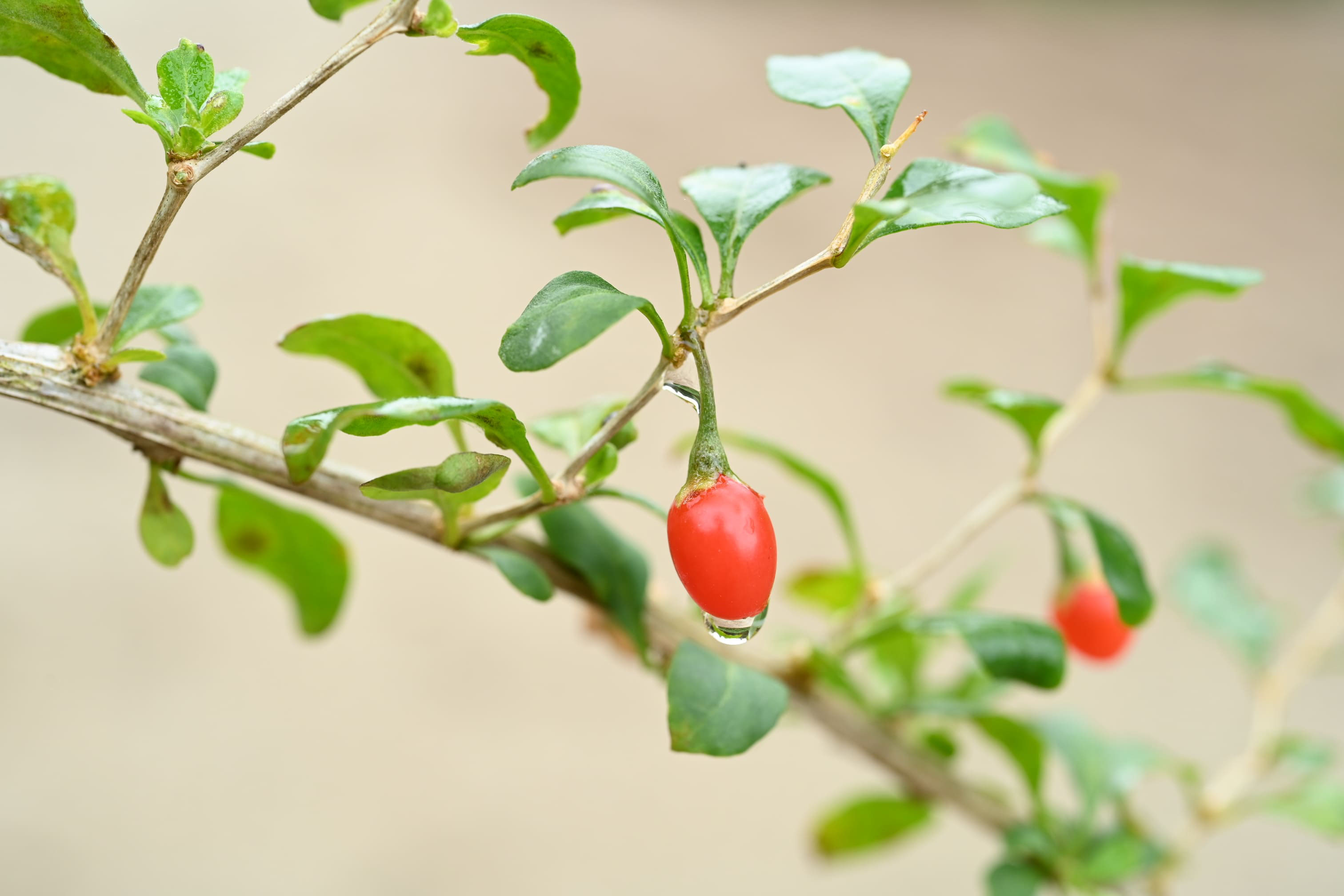 クコ 枸杞 庭木図鑑 植木ペディア