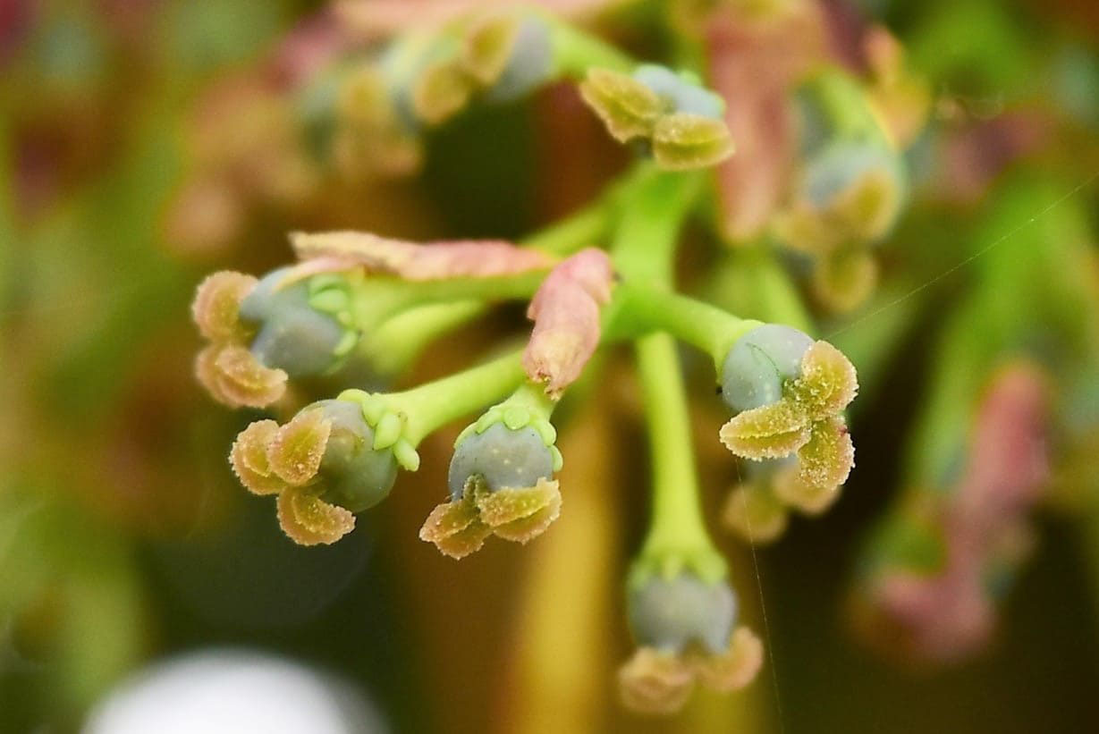 ユズリハ 譲り葉 庭木図鑑 植木ペディア