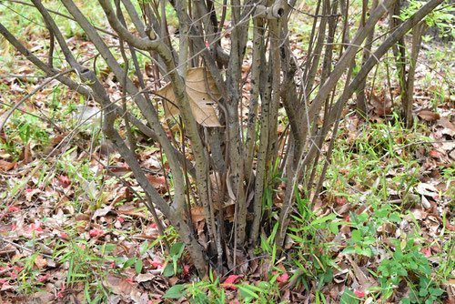 ヤマツツジ（山躑躅） - 庭木図鑑 植木ペディア