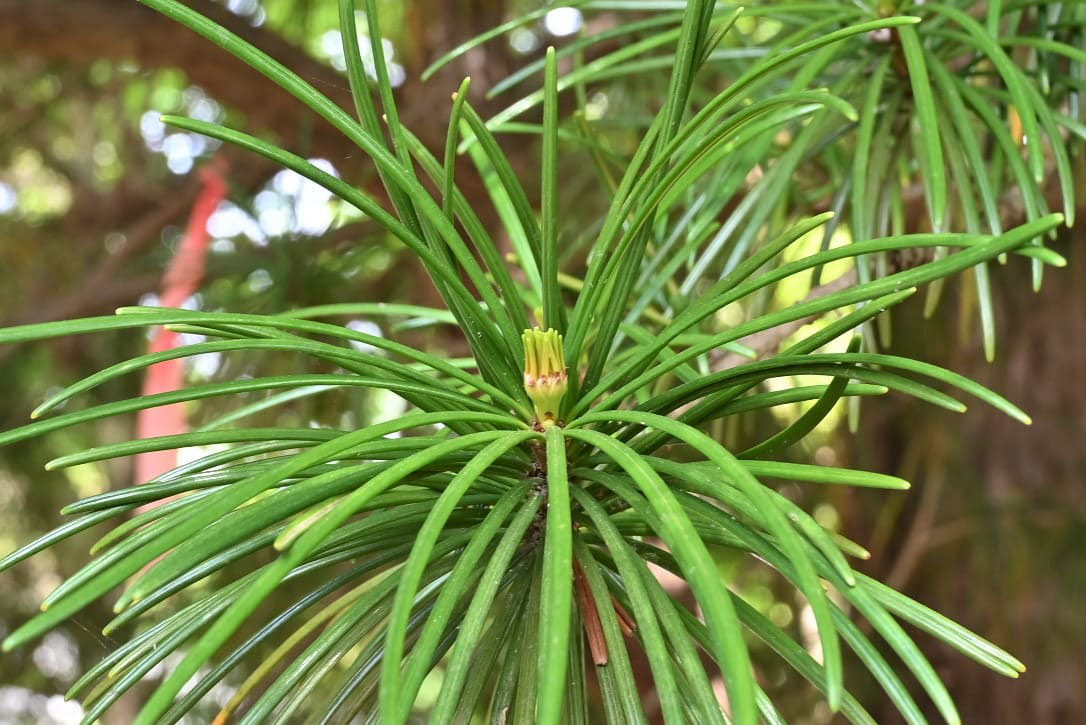 コウヤマキ 高野槙 庭木図鑑 植木ペディア