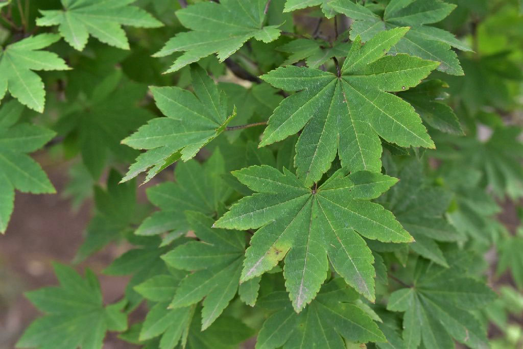 コハウチワカエデ 小羽団扇楓 庭木図鑑 植木ペディア
