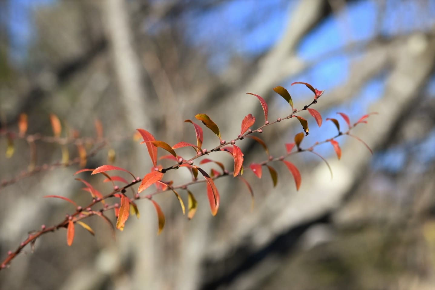 ユキヤナギ抜き苗