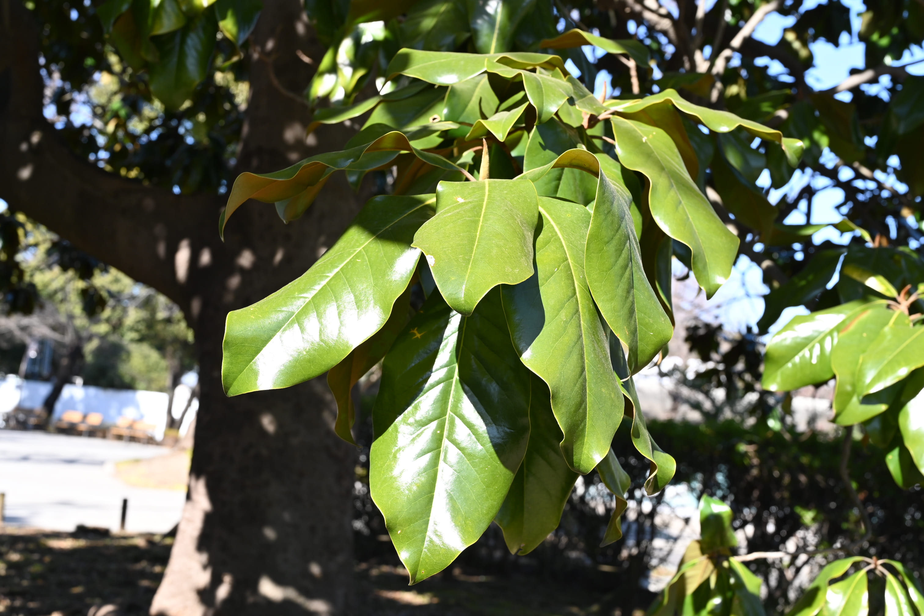 タイサンボク 大泰木 庭木図鑑 植木ペディア
