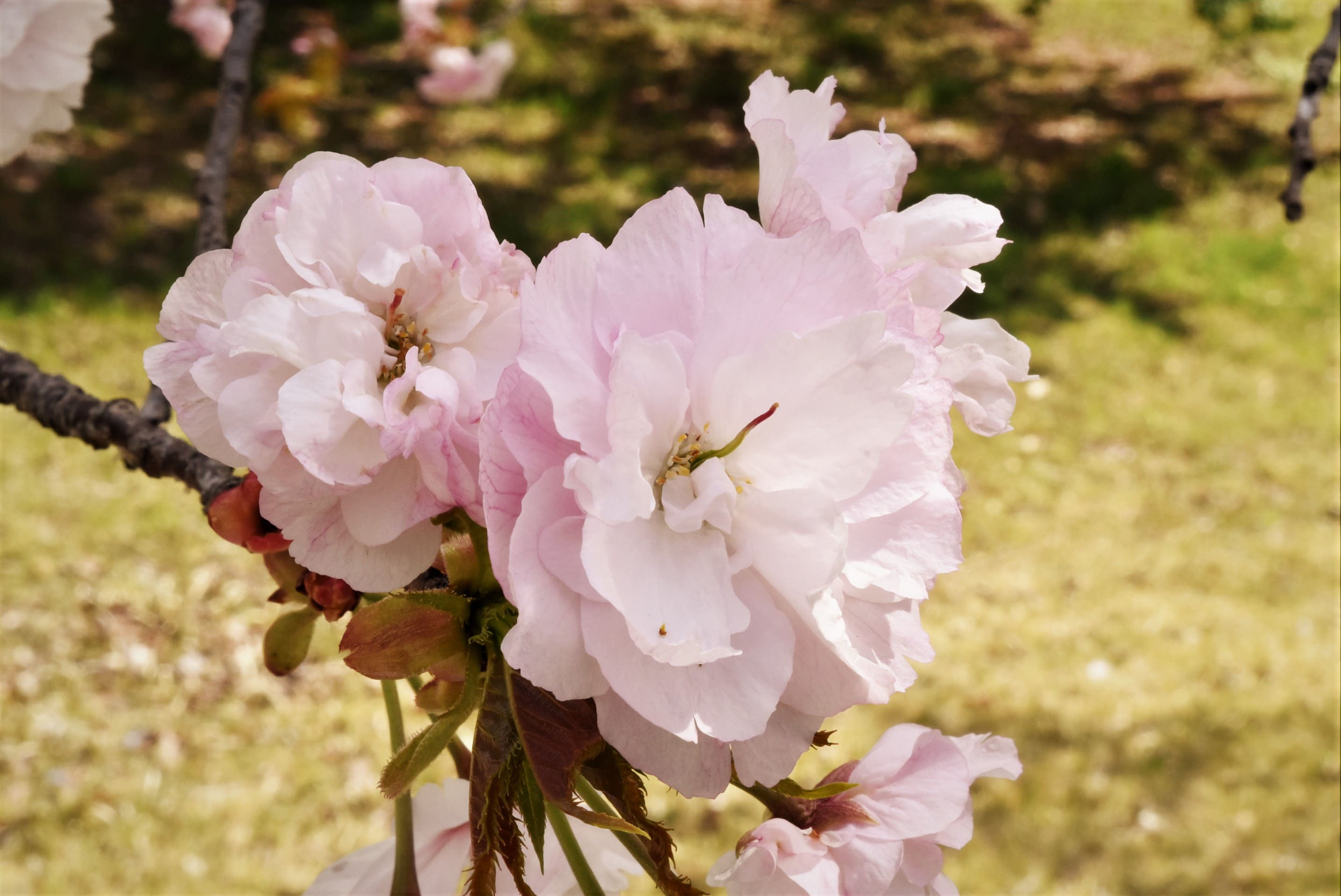 イチヨウ 一葉桜 庭木図鑑 植木ペディア