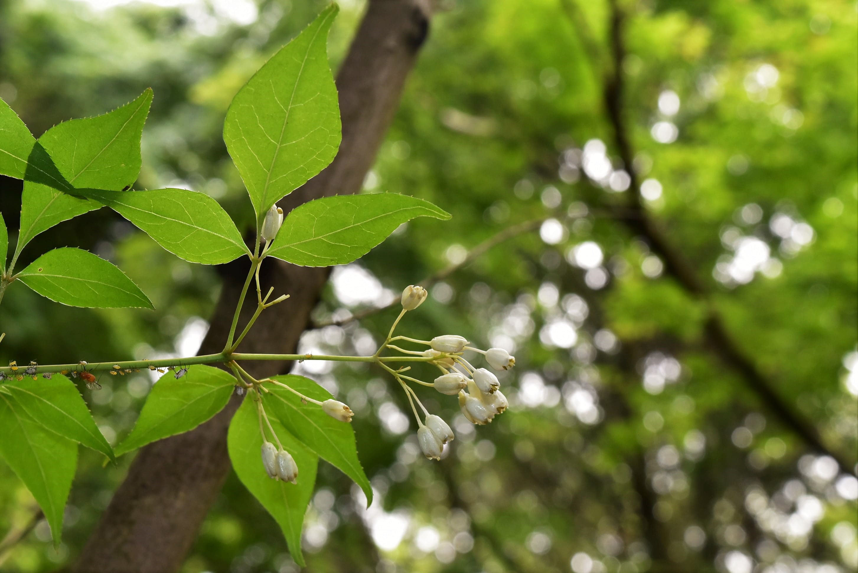 ミツバウツギ みつばうつぎ 三葉空木 庭木図鑑 植木ペディア