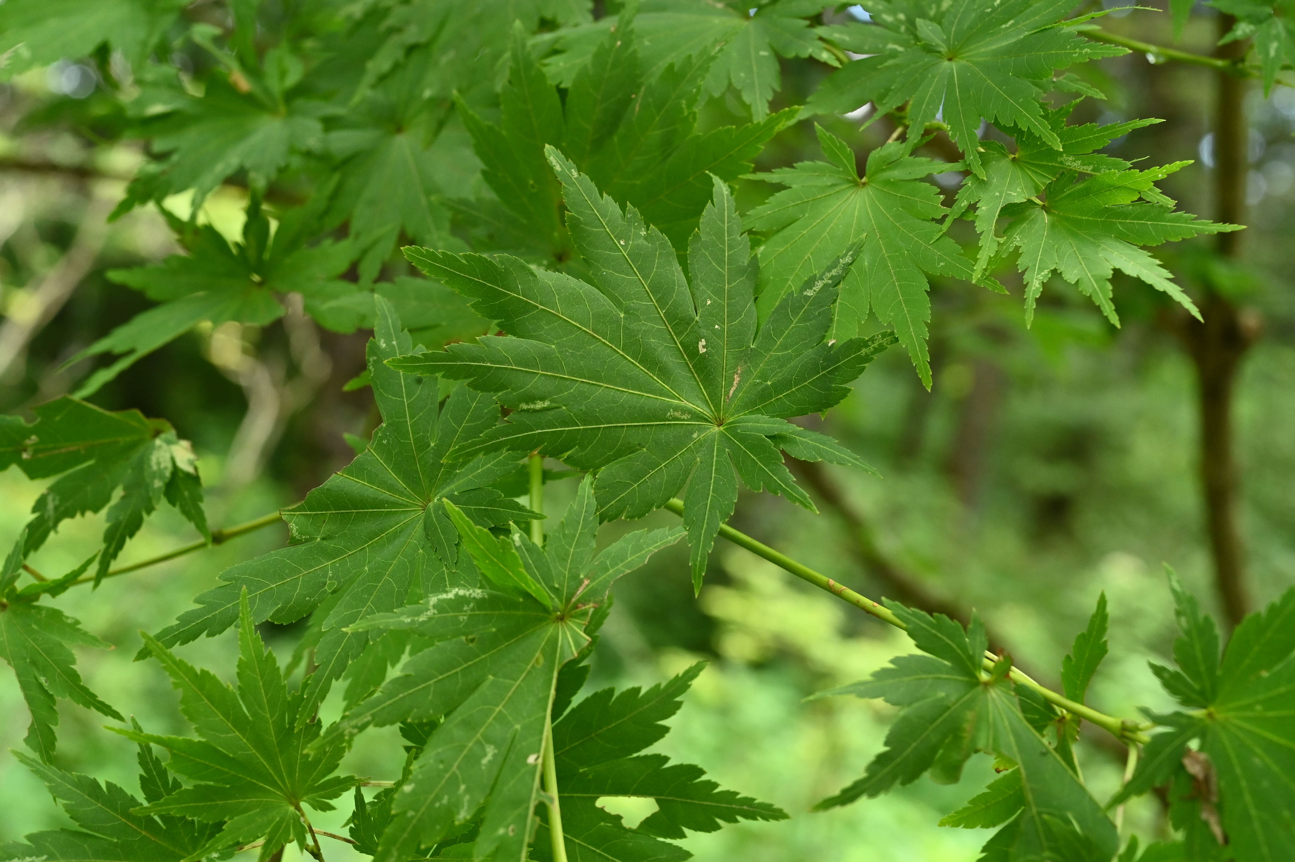 ヒナウチワカエデ／ひなうちわかえで／雛団扇楓 - 庭木図鑑 植木ペディア