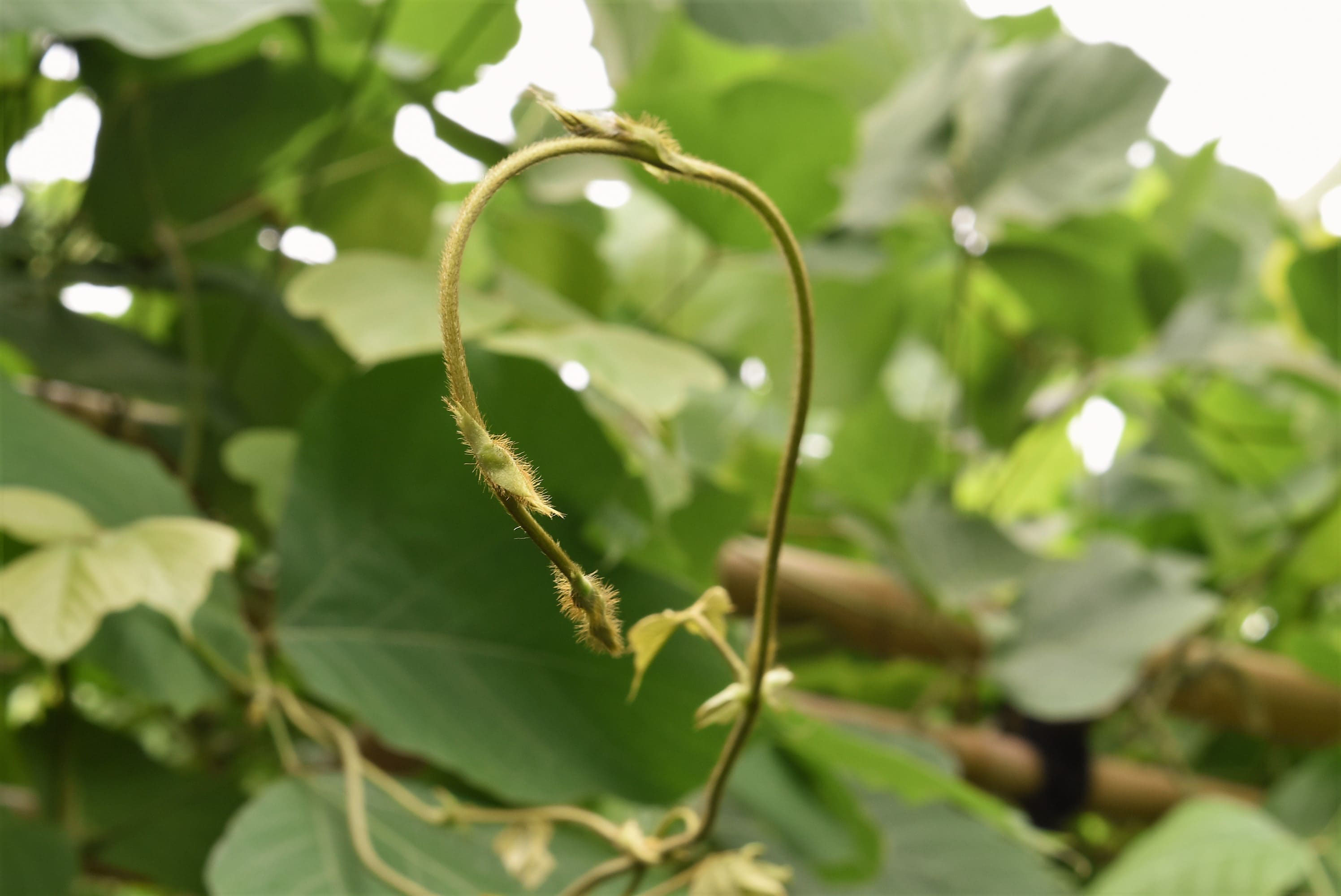 クズ くず 葛 庭木図鑑 植木ペディア クズ くず 葛 庭木図鑑 植木ペディア