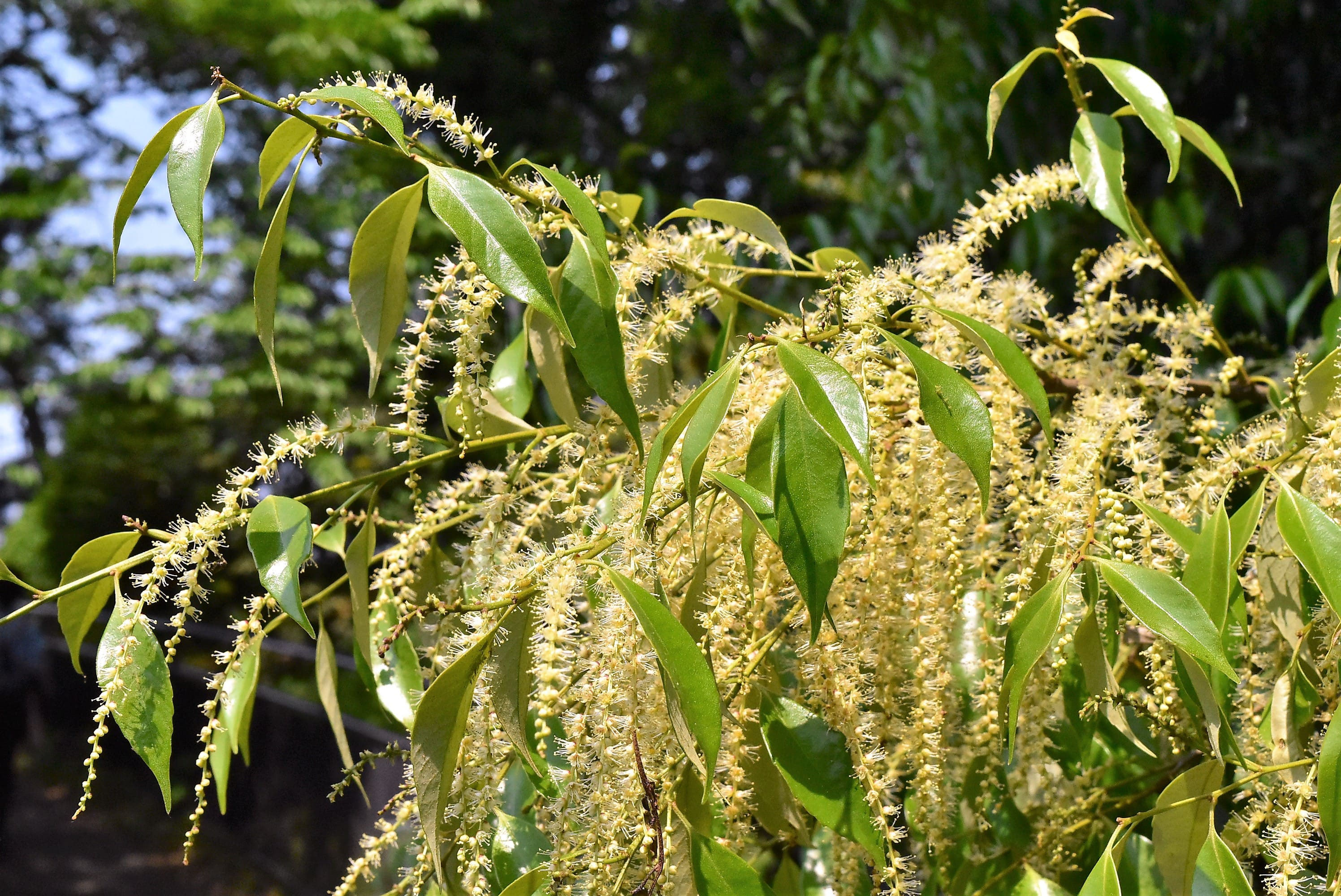 シラカシ 白樫 庭木図鑑 植木ペディア シラカシ 白樫 庭木図鑑 植木ペディア