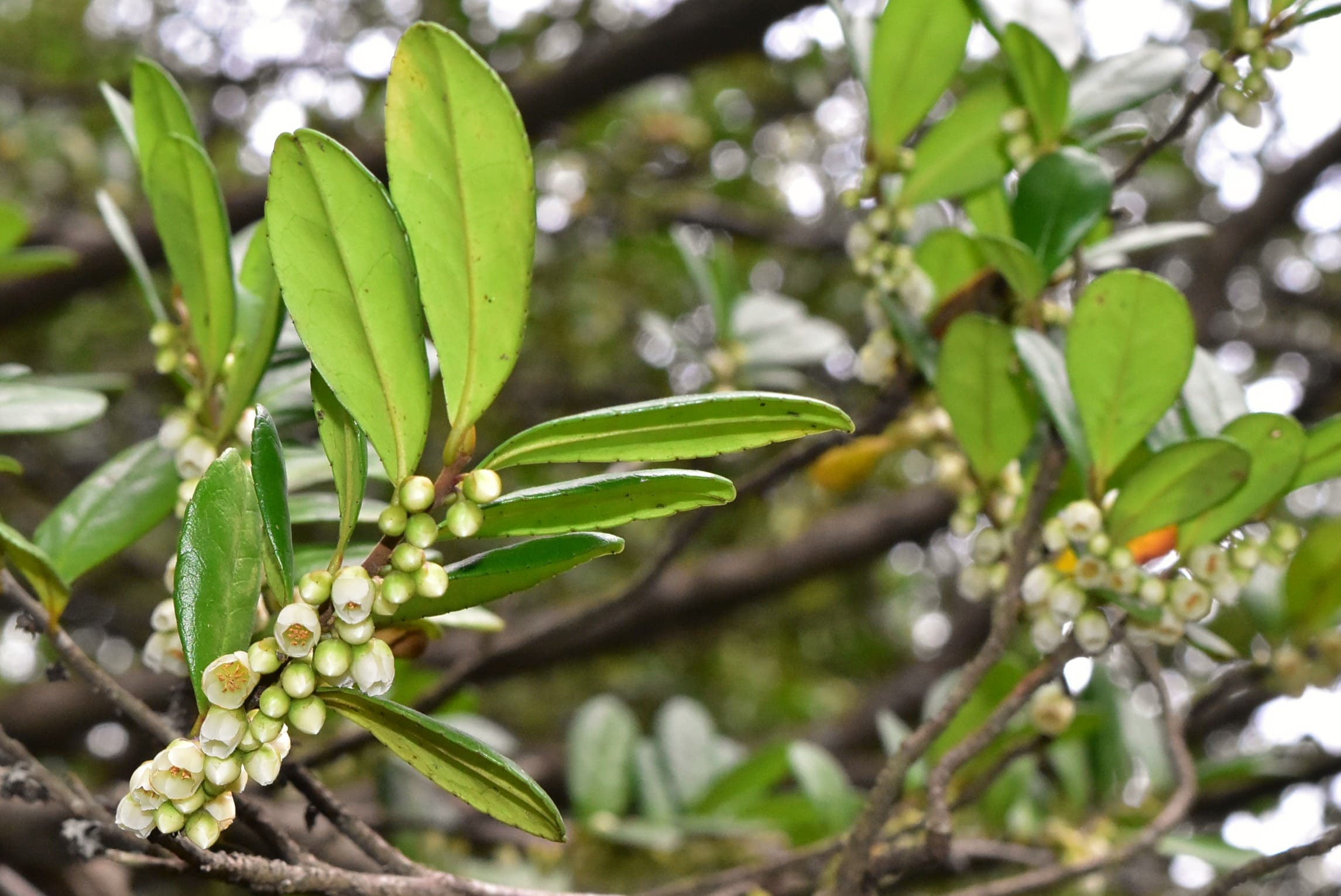 ハマヒサカキ - 庭木図鑑 植木ペディア