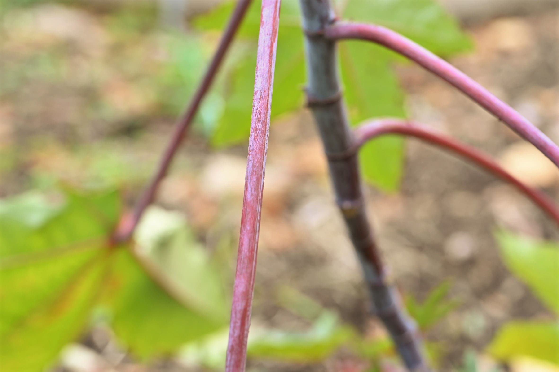 トウゴマ とうごま 唐胡麻 庭木図鑑 植木ペディア トウゴマ とうごま 唐胡麻 庭木図鑑 植木ペディア