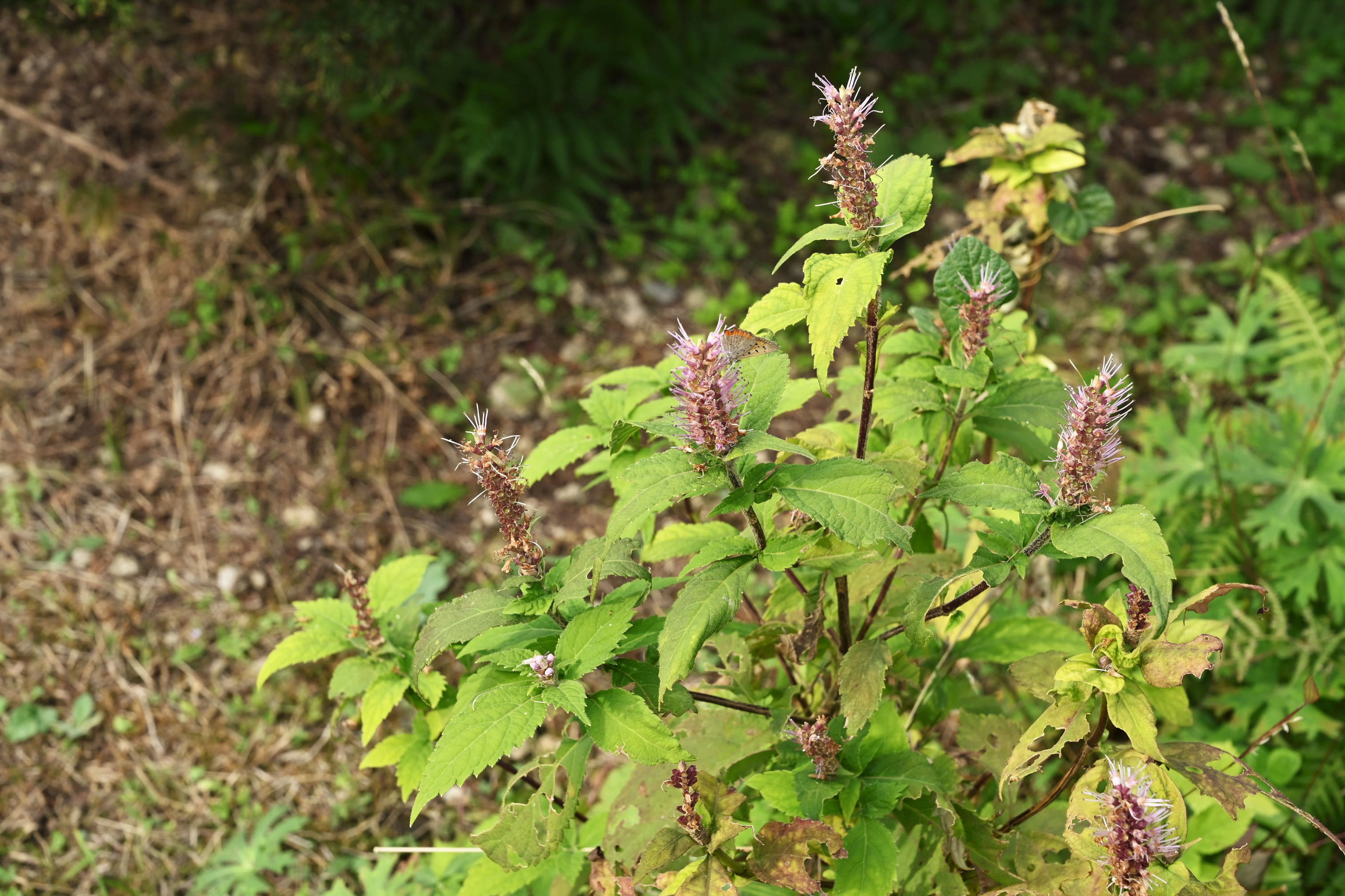 ツクシミカエリソウ つくしみかえりそう 筑紫見返草 庭木図鑑 植木ペディア
