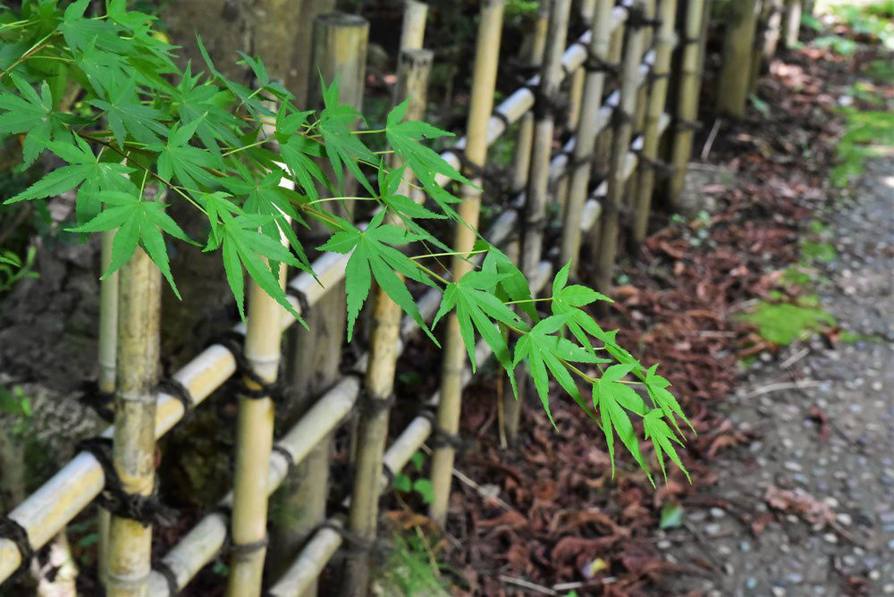 イロハモミジ 庭木図鑑 植木ペディア