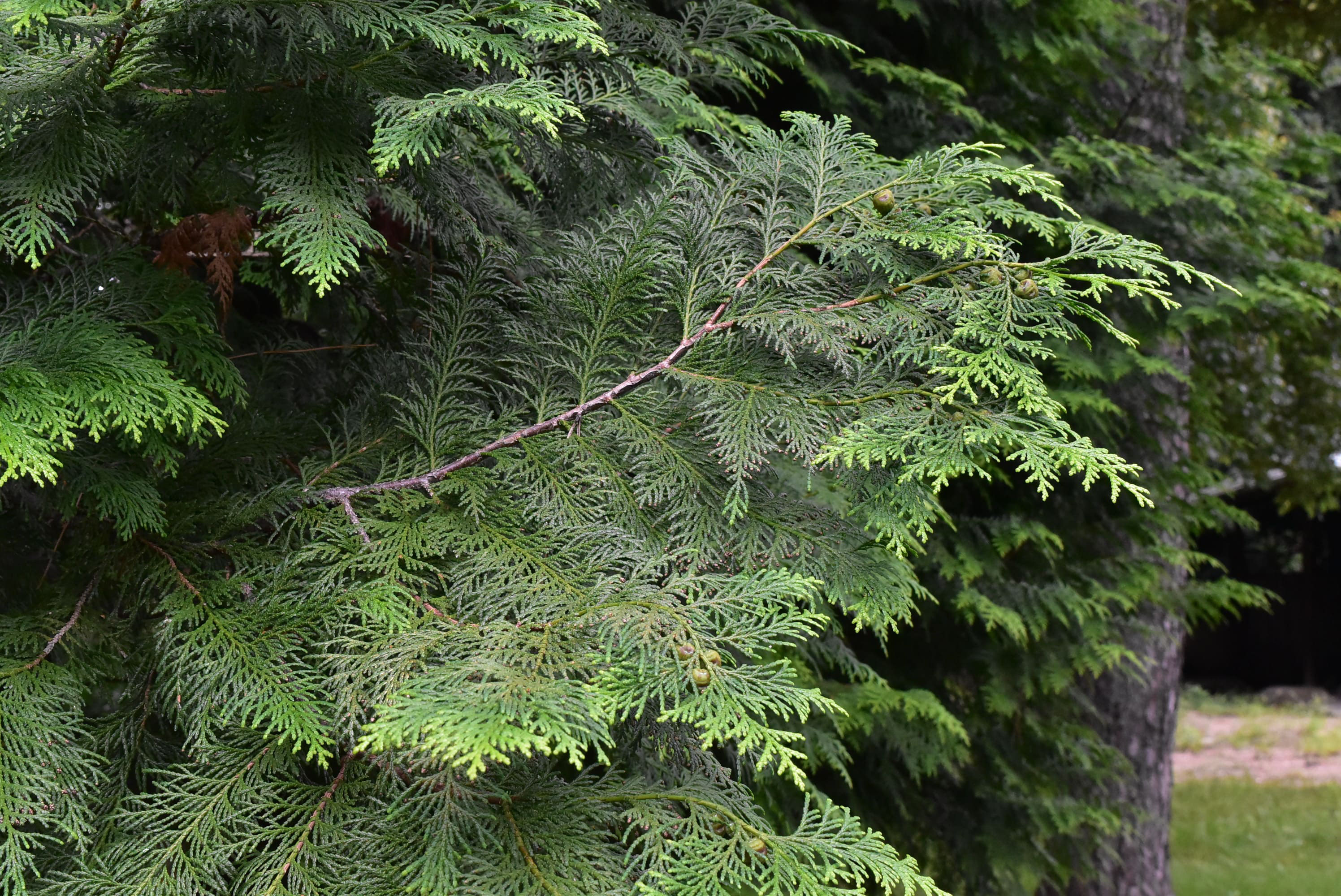 ヒノキ 檜 庭木図鑑 植木ペディア