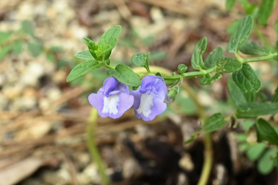 専用ページです。　 20苗抜き苗 専用ページです。 20苗抜き苗 抜き苗 | STORES