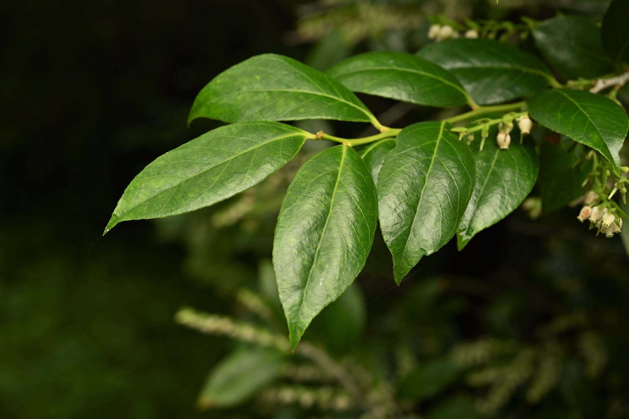 シャシャンボ 庭木図鑑 植木ペディア