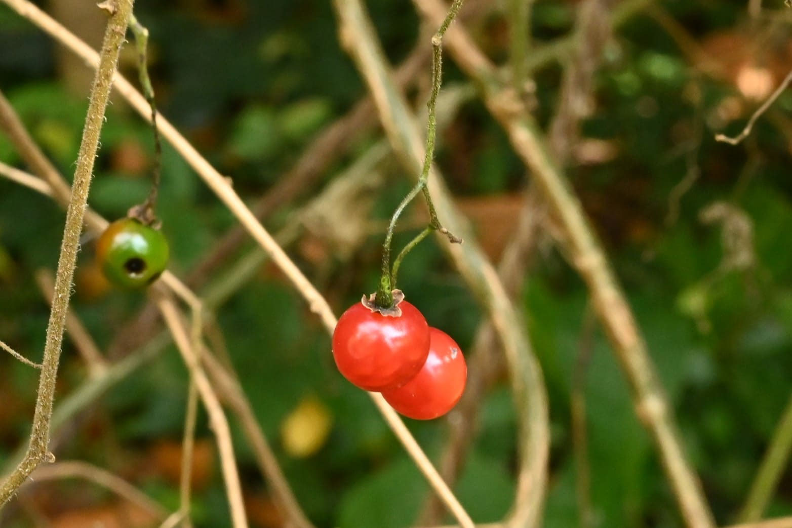 ヒヨドリジョウゴ 鵯上戸 庭木図鑑 植木ペディア