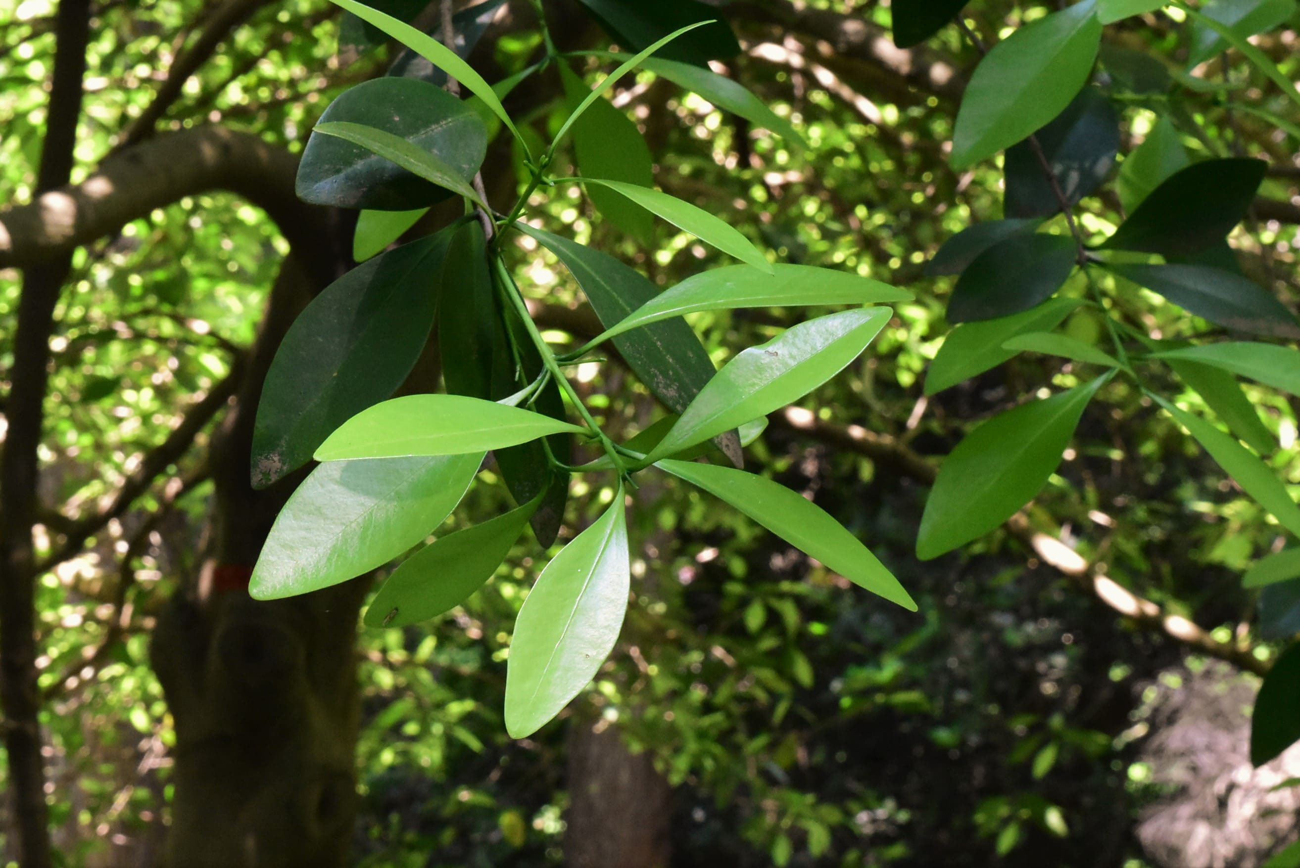 モクレイシ もくれいし 庭木図鑑 植木ペディア