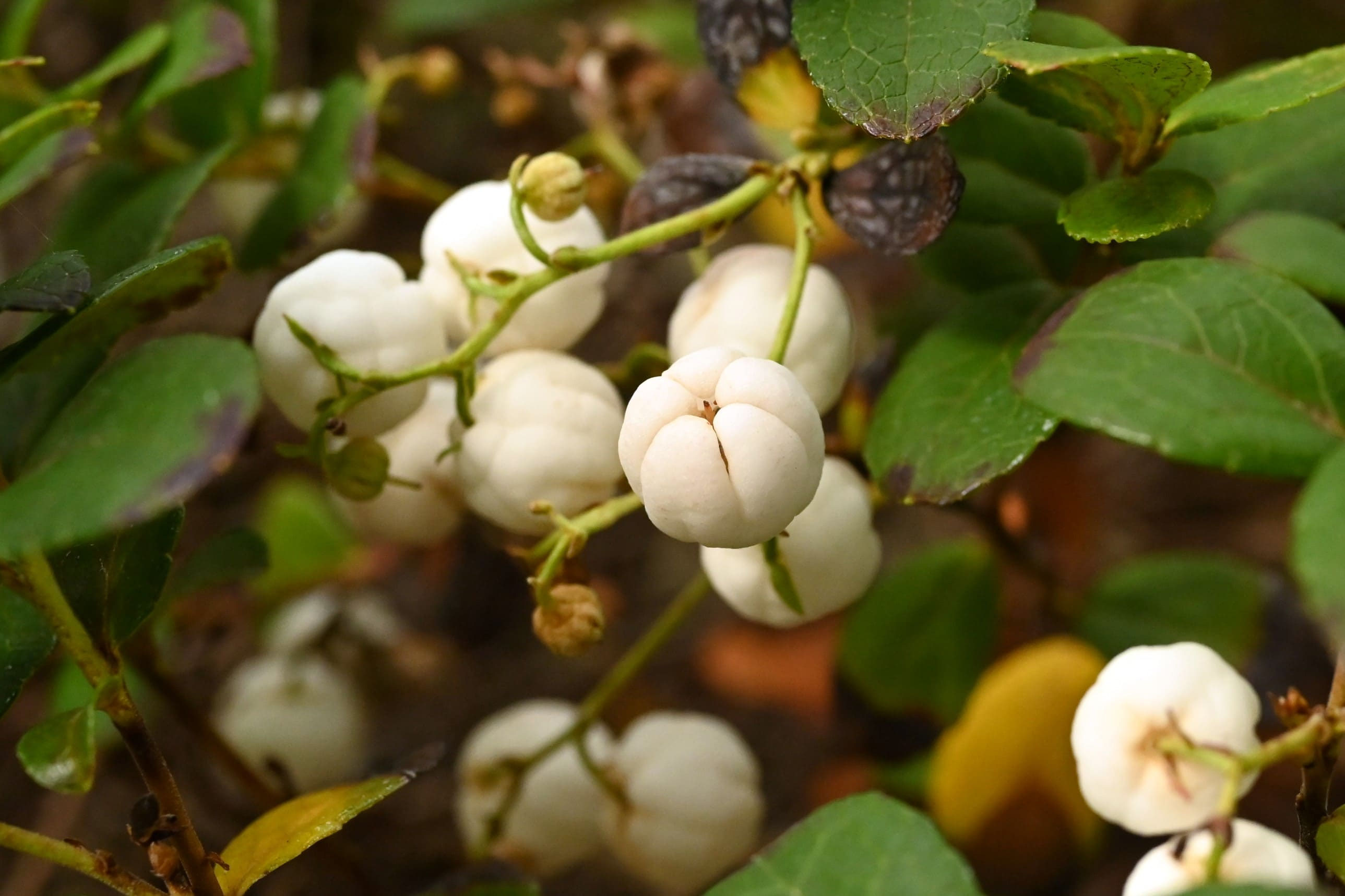 シラタマノキ／しらたまのき／白玉の木 - 庭木図鑑 植木ペディア