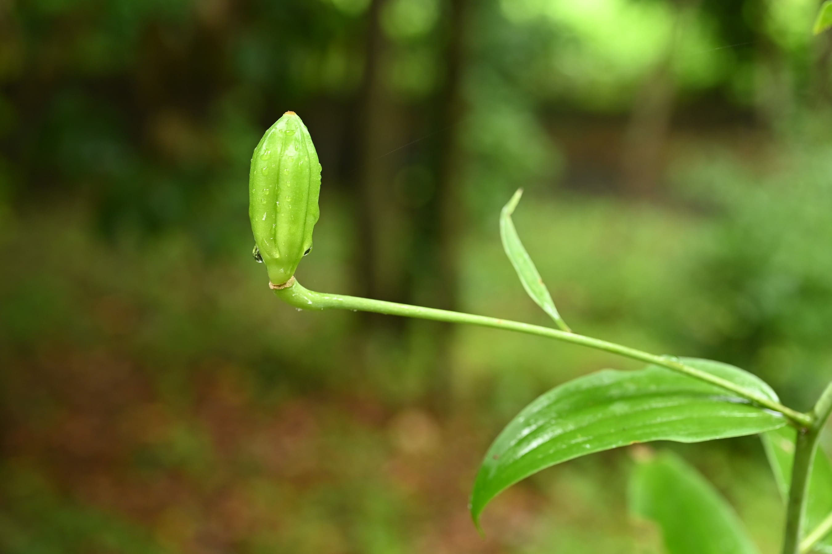 カノコユリ かのこゆり 鹿の子百合 庭木図鑑 植木ペディア