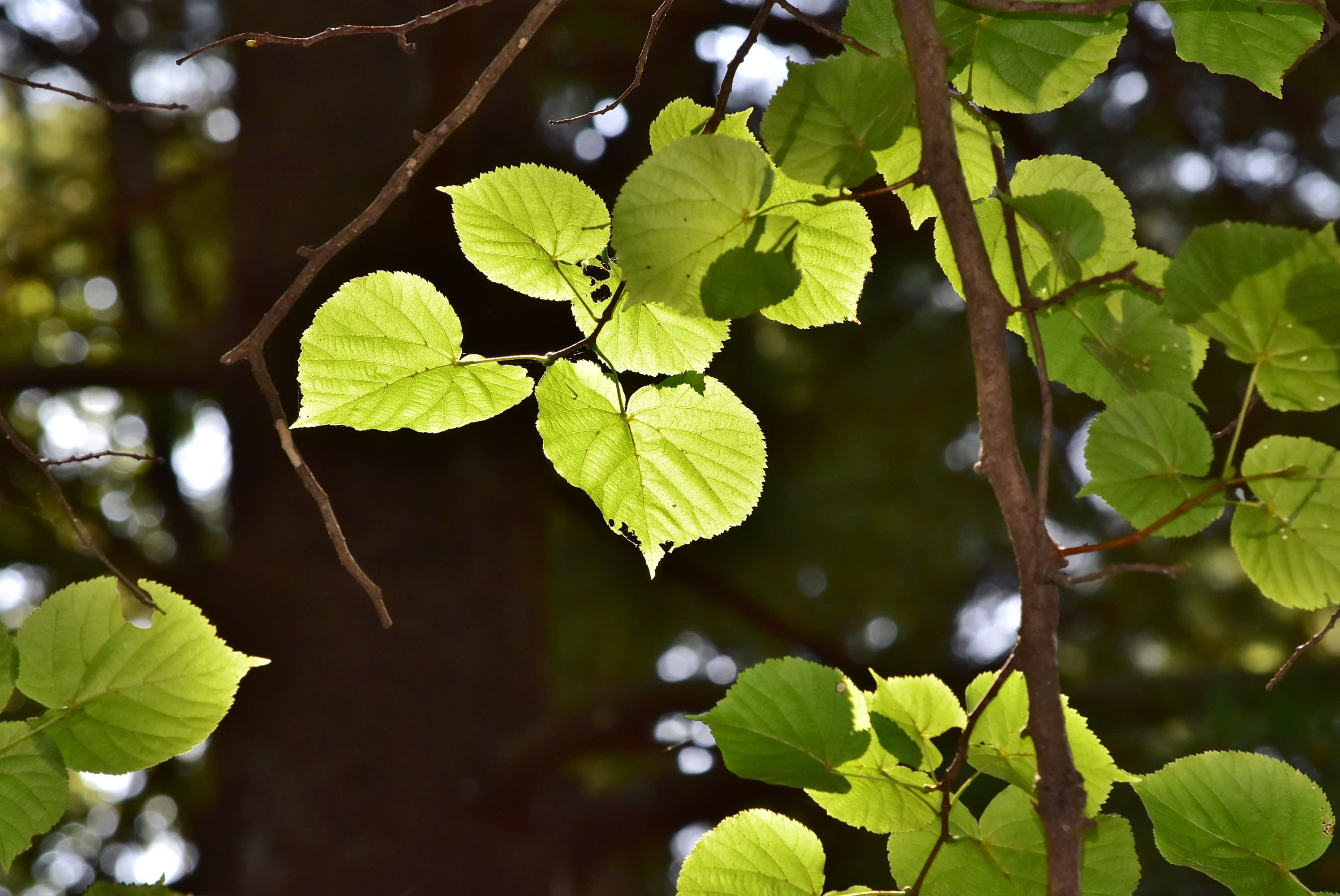 ボダイジュ 菩提樹 庭木図鑑 植木ペディア ボダイジュ 菩提樹 庭木図鑑 植木ペディア