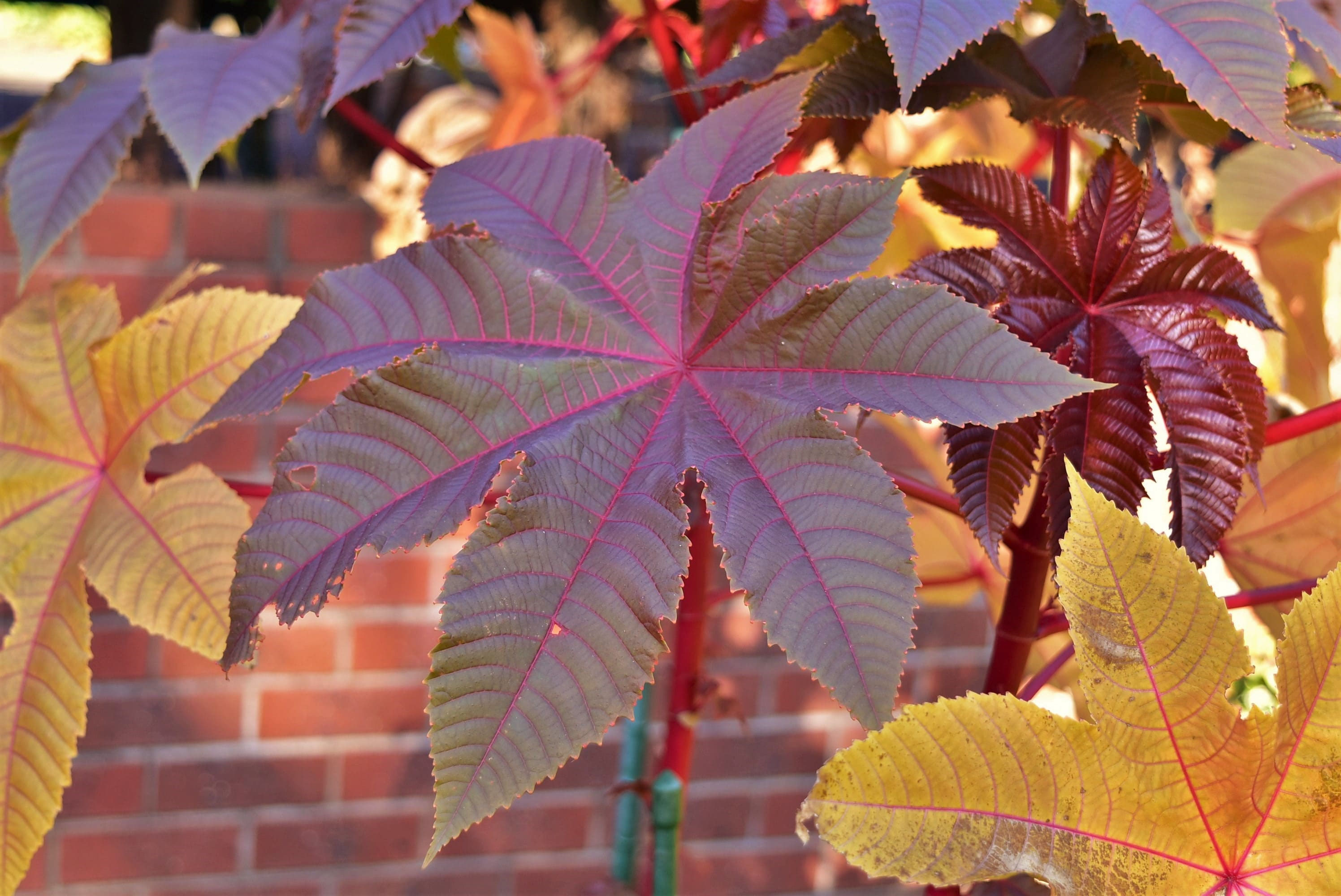 トウゴマ とうごま 唐胡麻 庭木図鑑 植木ペディア トウゴマ とうごま 唐胡麻 庭木図鑑 植木ペディア