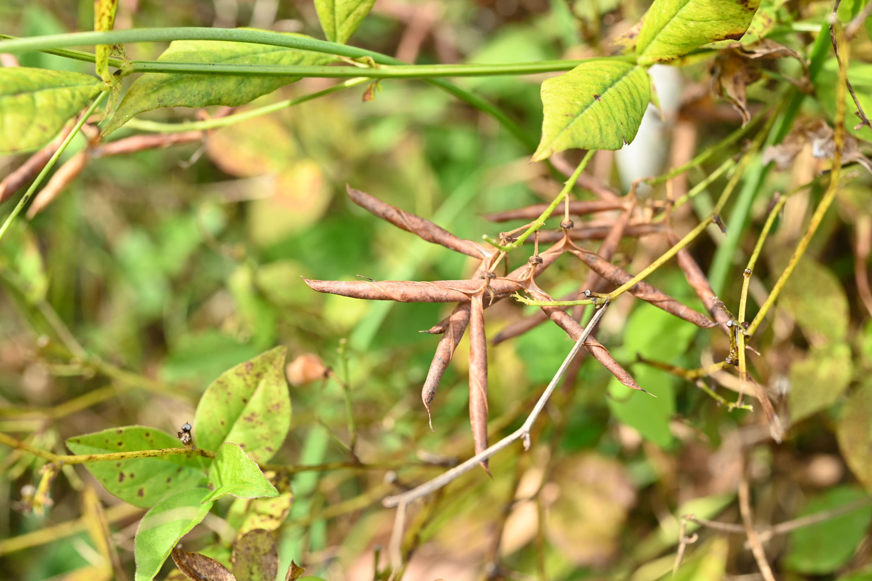 ナンテンハギ なんてんはぎ 南天萩 庭木図鑑 植木ペディア
