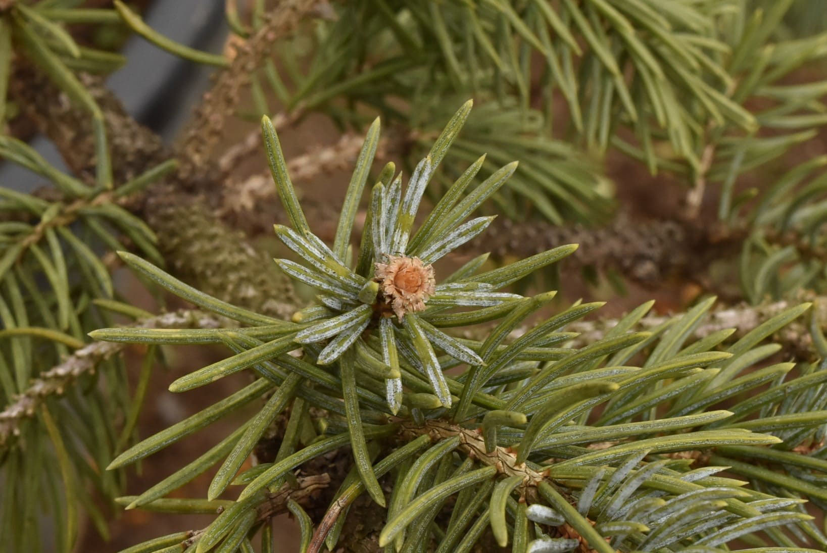 プンゲンストウヒ - 庭木図鑑 植木ペディア プンゲンストウヒ - 庭木図鑑 植木ペディア
