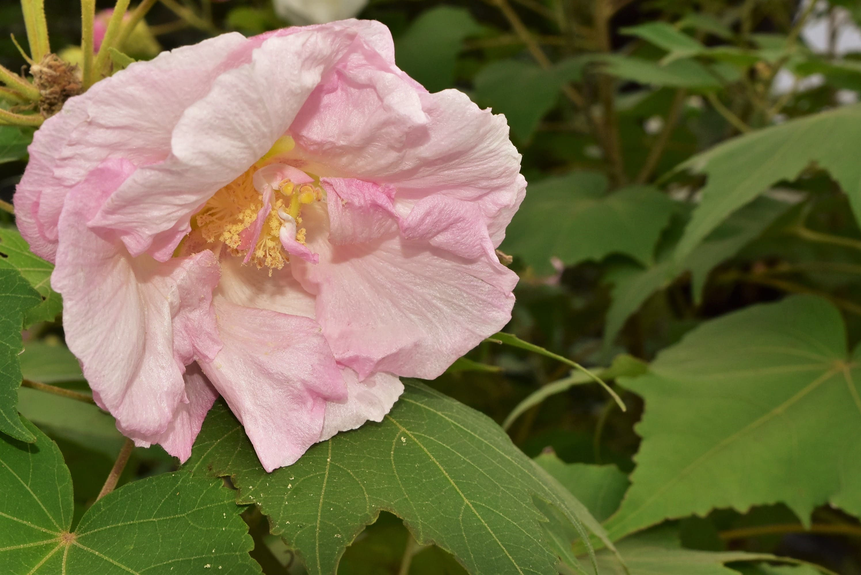 スイフヨウ すいふよう 酔芙蓉 庭木図鑑 植木ペディア