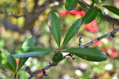 ピラカンサス 庭木図鑑 植木ペディア