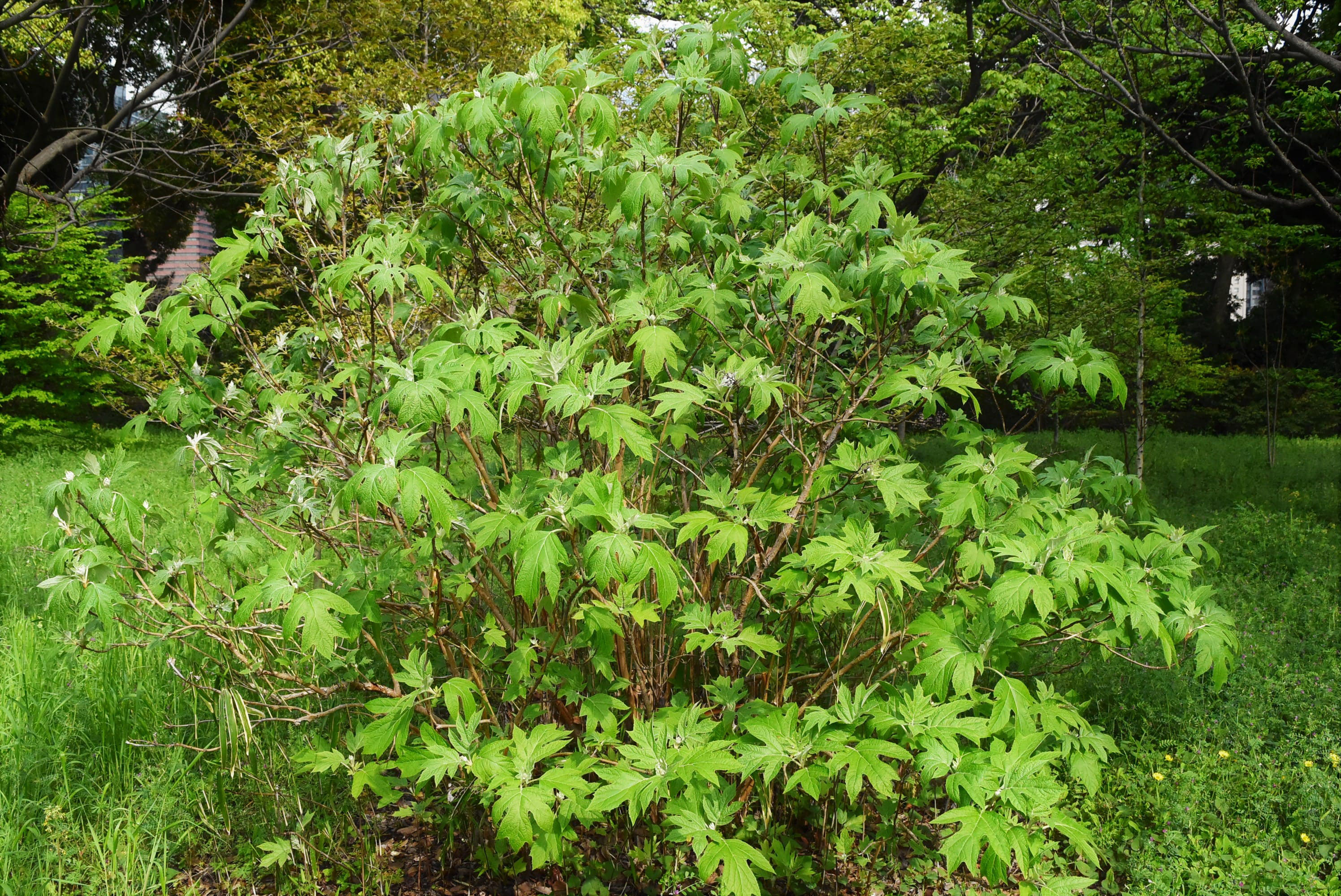 カシワバアジサイ 庭木図鑑 植木ペディア カシワバアジサイ 庭木図鑑 植木ペディア