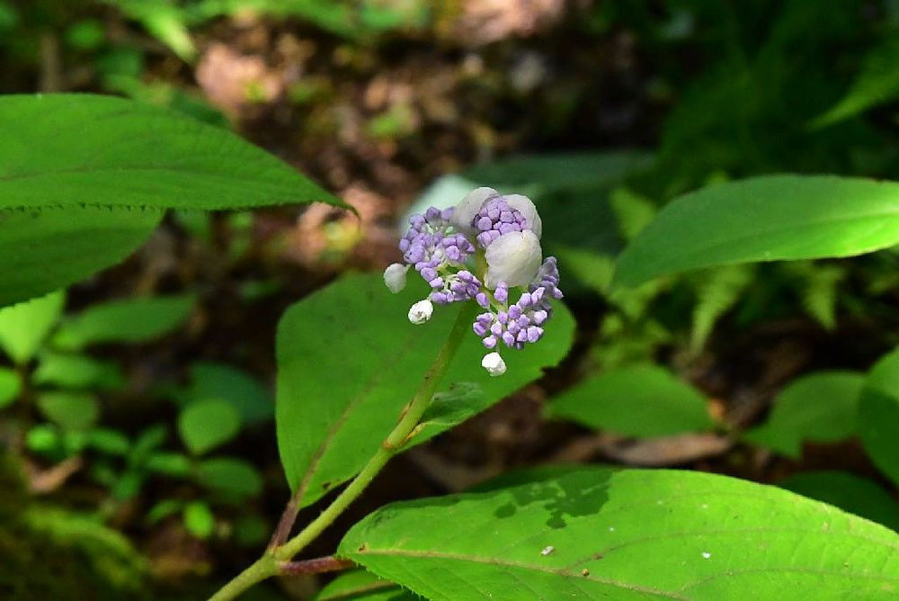 タマアジサイ（玉紫陽花） - 庭木図鑑 植木ペディア