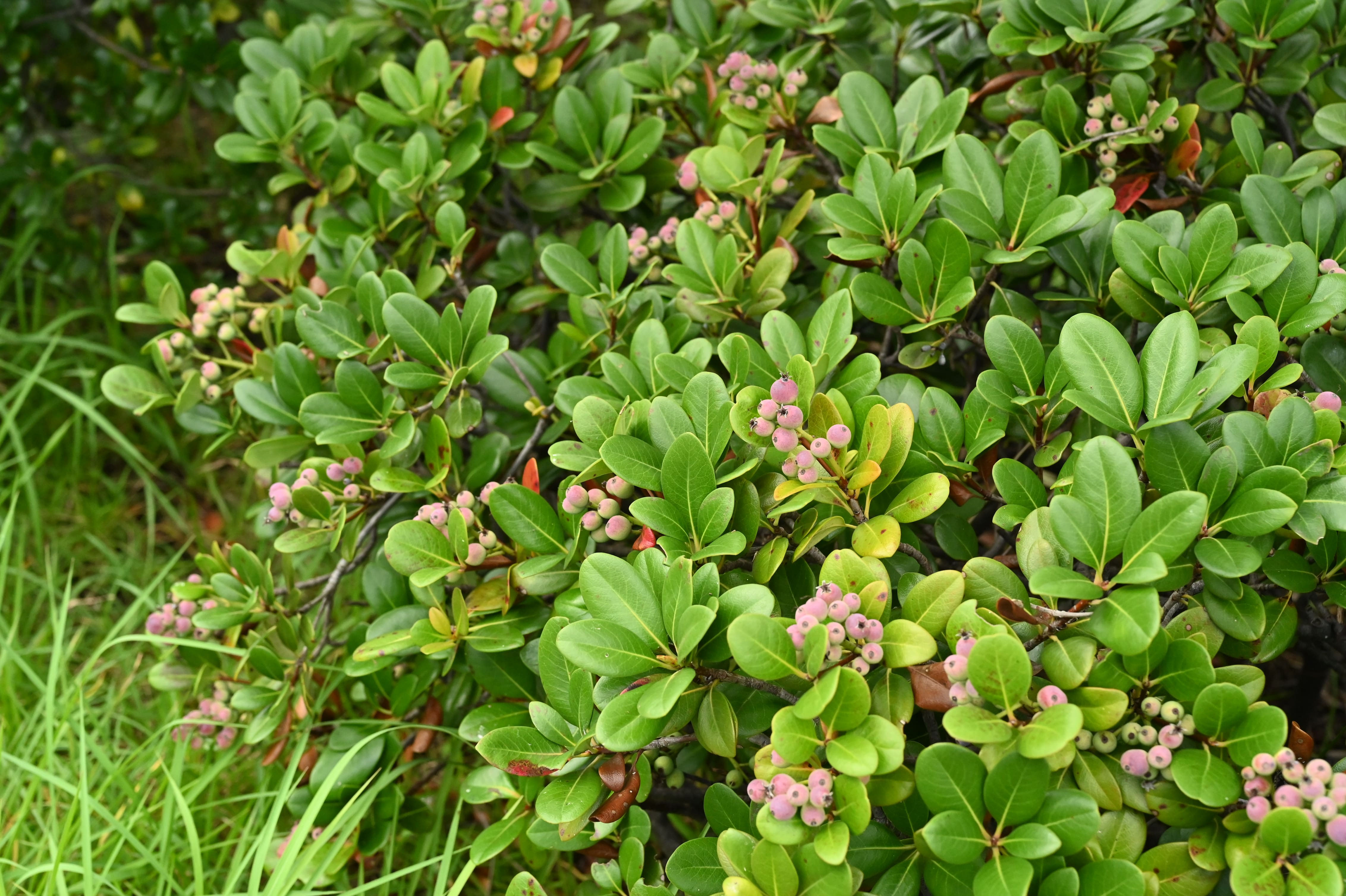 シャリンバイ（車輪梅） - 庭木図鑑 植木ペディア