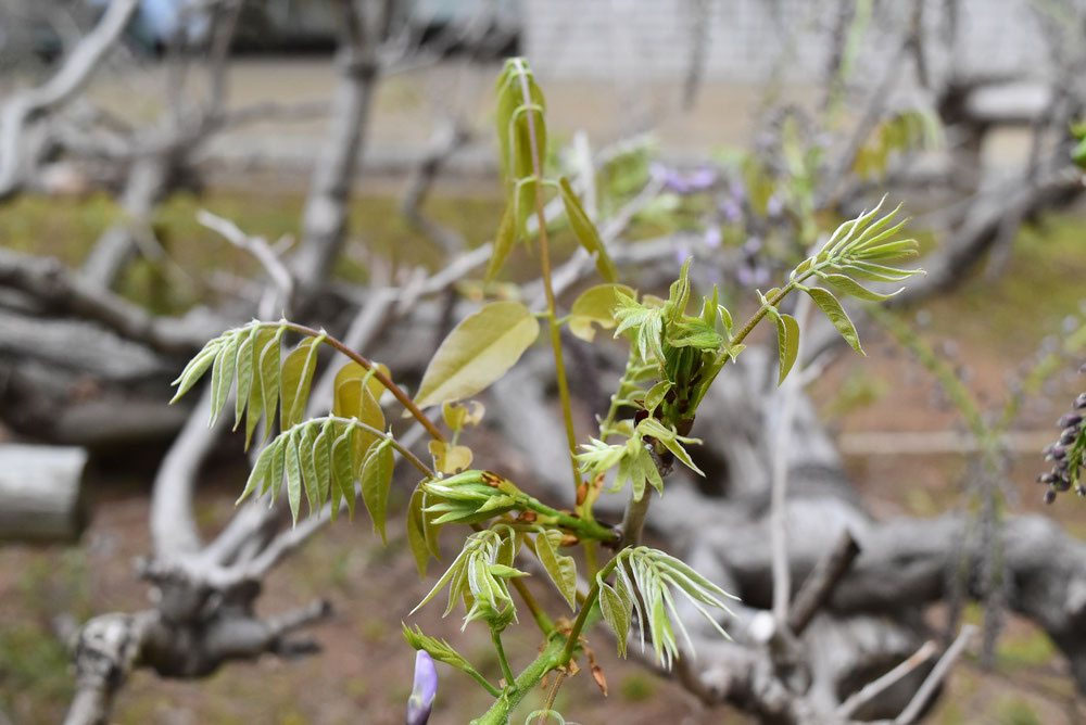 フジ（藤） - 庭木図鑑 植木ペディア