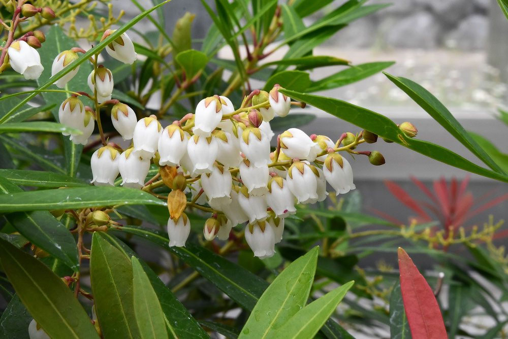 オススメ！天然アセビ。 オススメ！天然アセビ。 オススメ！天然アセビ。 アセビ | 特徴